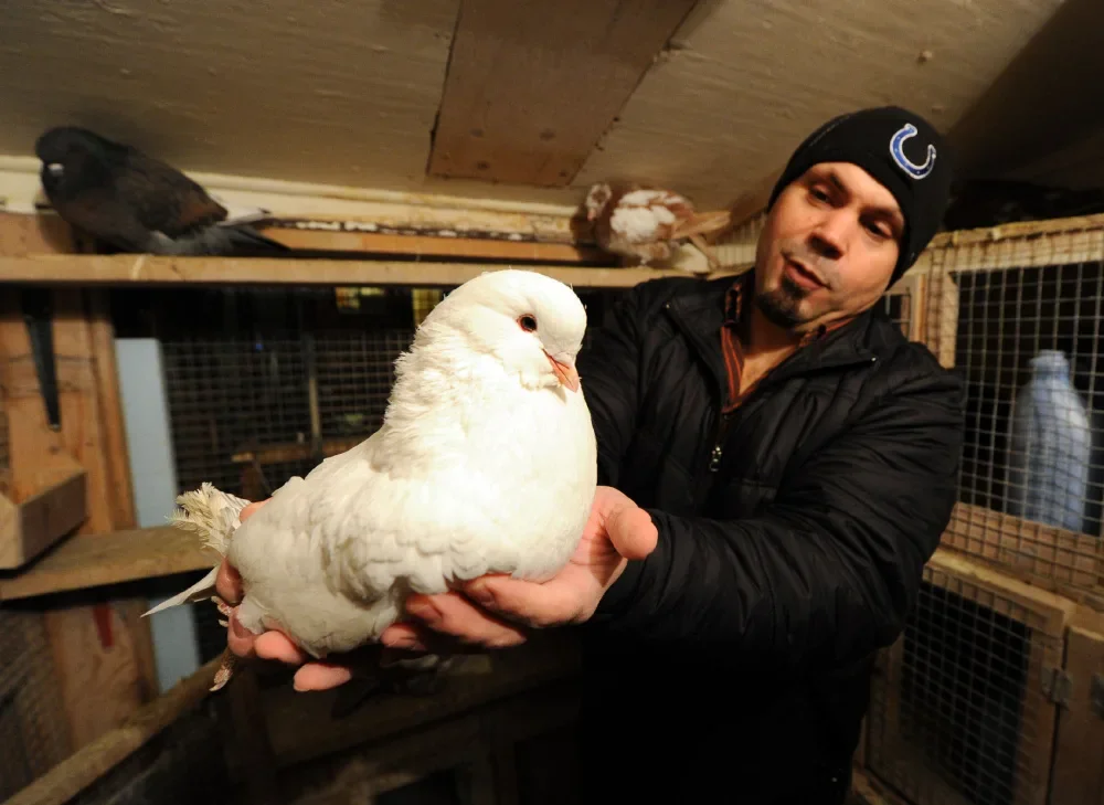 Pigeon King: A breed of pigeon has been turned into real chickens. They weigh 4 times more, have forgotten how to fly and pose at exhibitions - Pigeon, Animal book, Yandex Zen, Longpost