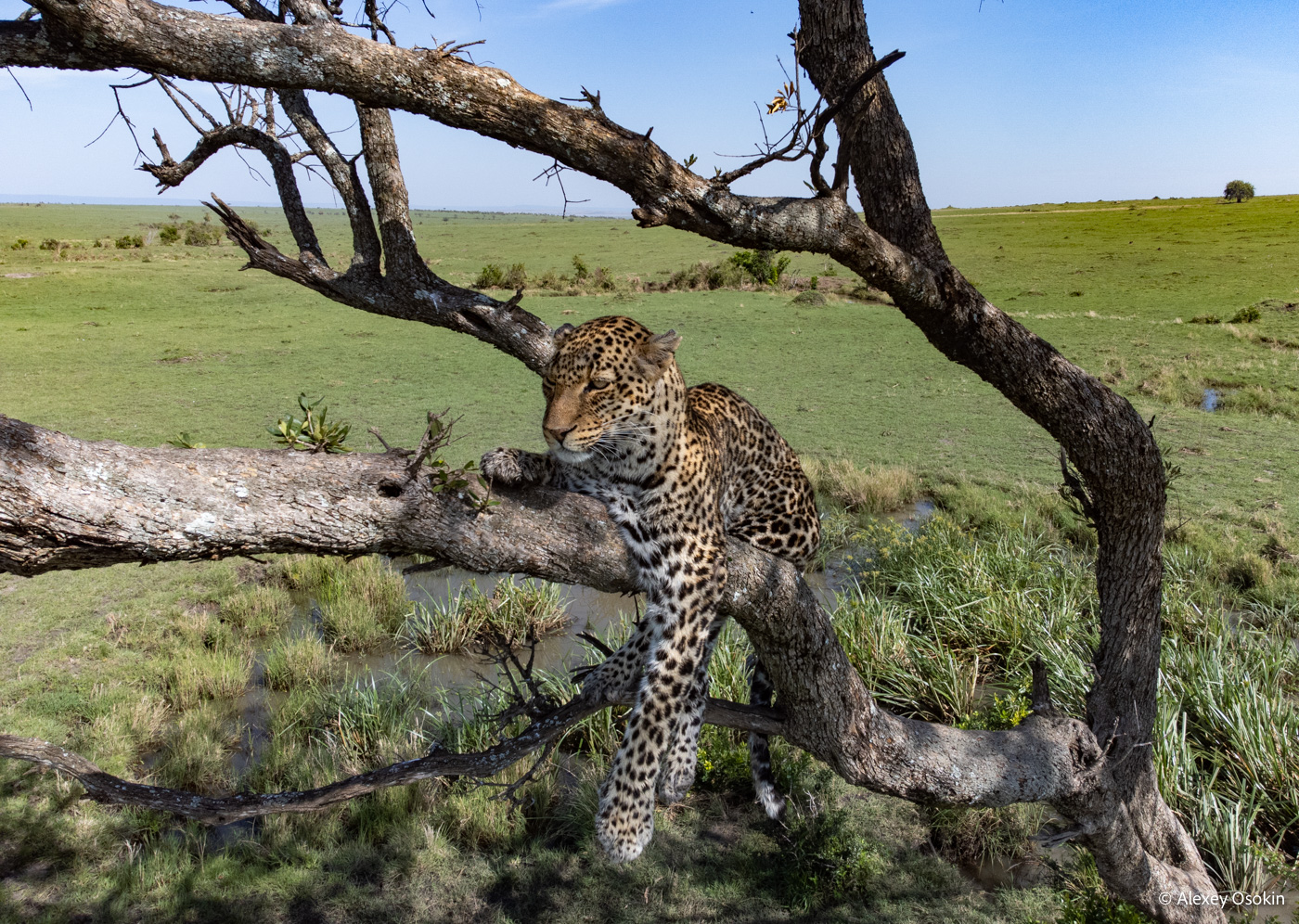 Leopard Lorian died... - Leopard, Big cats, Africa, Cat family, Predatory animals, Wild animals, Masai Mara, Kenya, Photographer, Alexey Osokin, The photo, Sad end, wildlife, Reserves and sanctuaries, Longpost, Negative