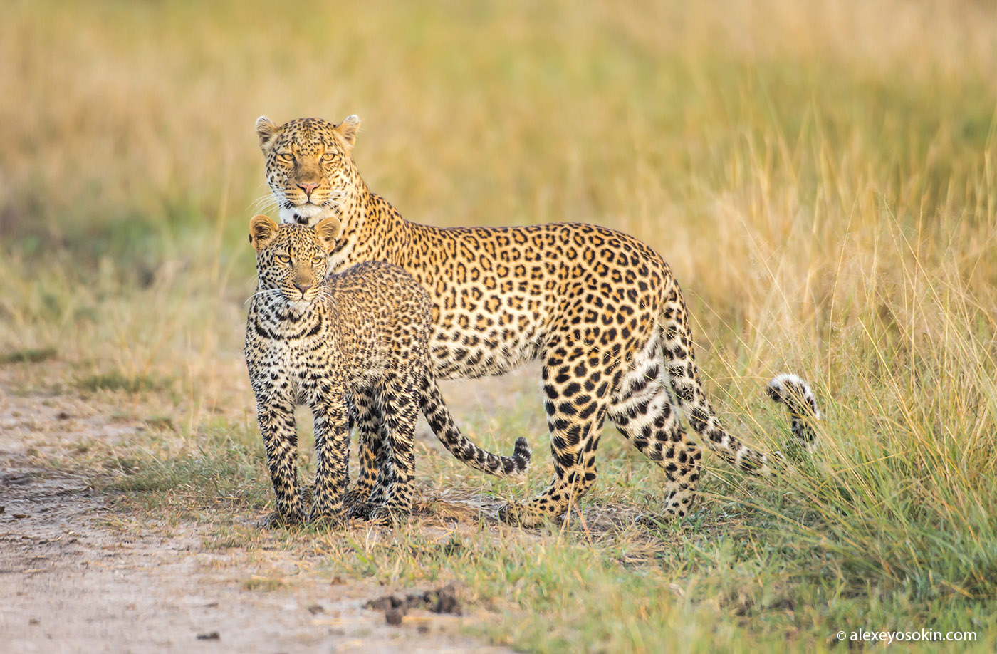 Leopard Lorian died... - Leopard, Big cats, Africa, Cat family, Predatory animals, Wild animals, Masai Mara, Kenya, Photographer, Alexey Osokin, The photo, Sad end, wildlife, Reserves and sanctuaries, Longpost, Negative