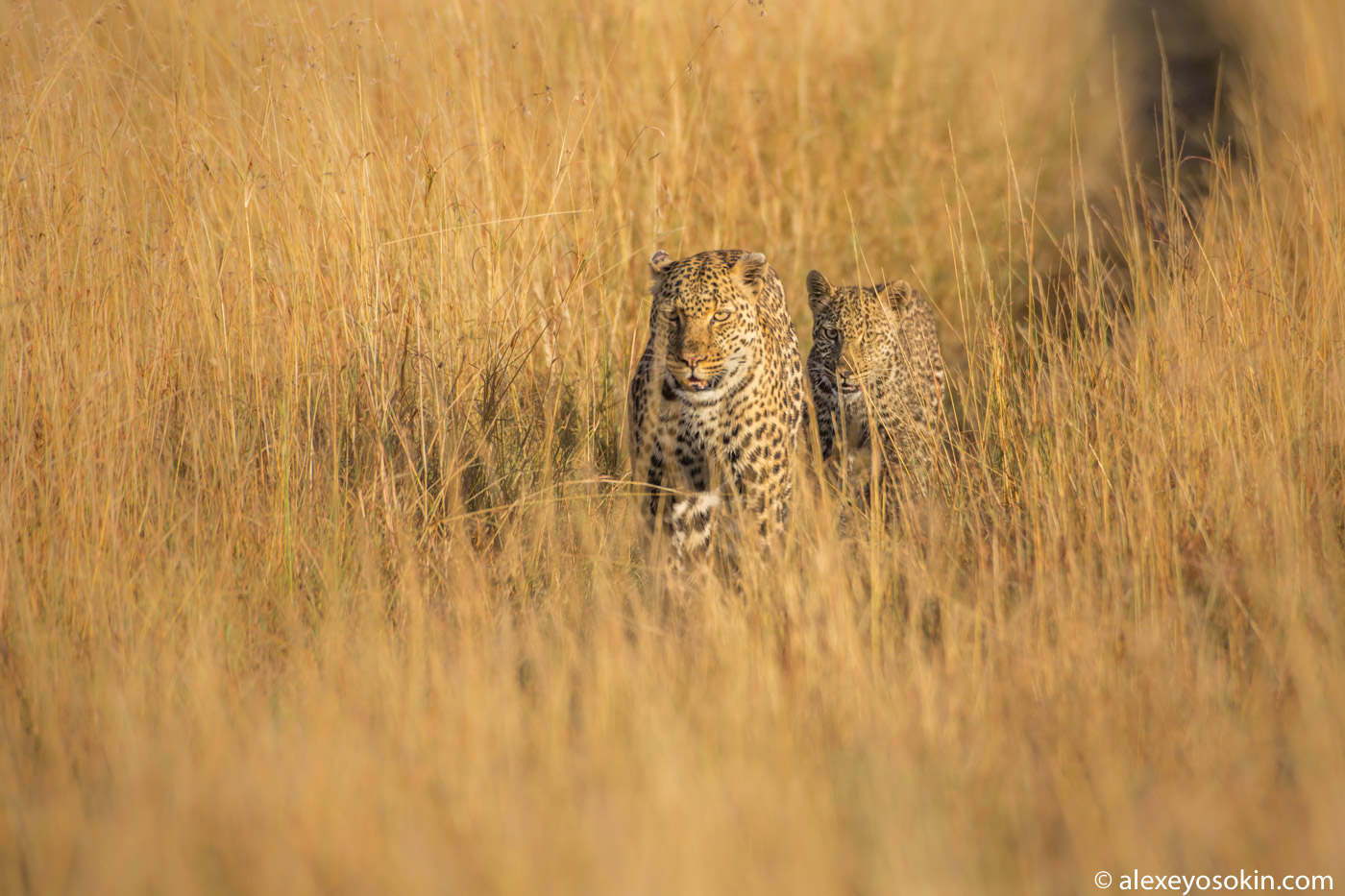 Leopard Lorian died... - Leopard, Big cats, Africa, Cat family, Predatory animals, Wild animals, Masai Mara, Kenya, Photographer, Alexey Osokin, The photo, Sad end, wildlife, Reserves and sanctuaries, Longpost, Negative