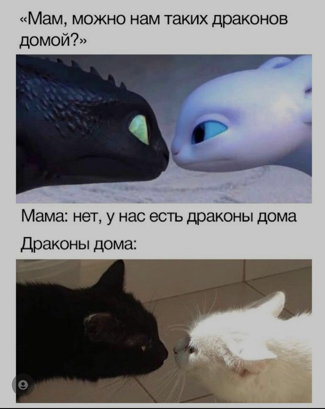 Do you have a dragon? - Picture with text, The Dragon, cat, Toothless, How to train your dragon