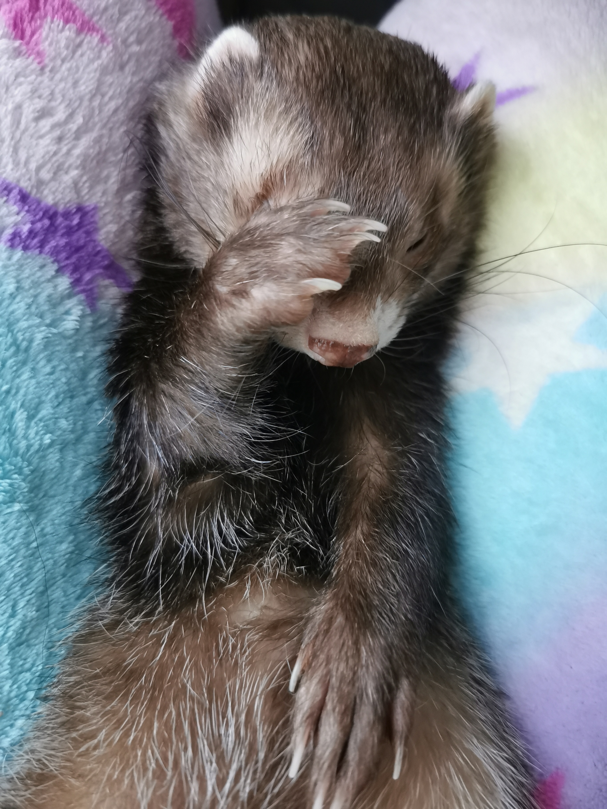 Posing Master Leon - My, Pets, Ferret, Longpost