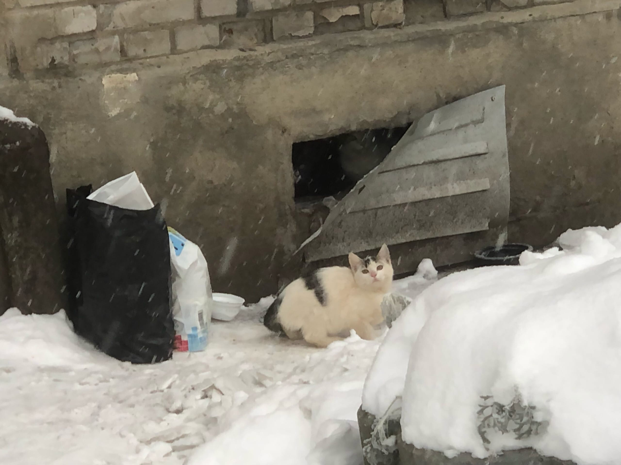 Help - My, No rating, Saint Petersburg, Help, Helping animals, cat, Kittens, Longpost, Overexposure, In good hands