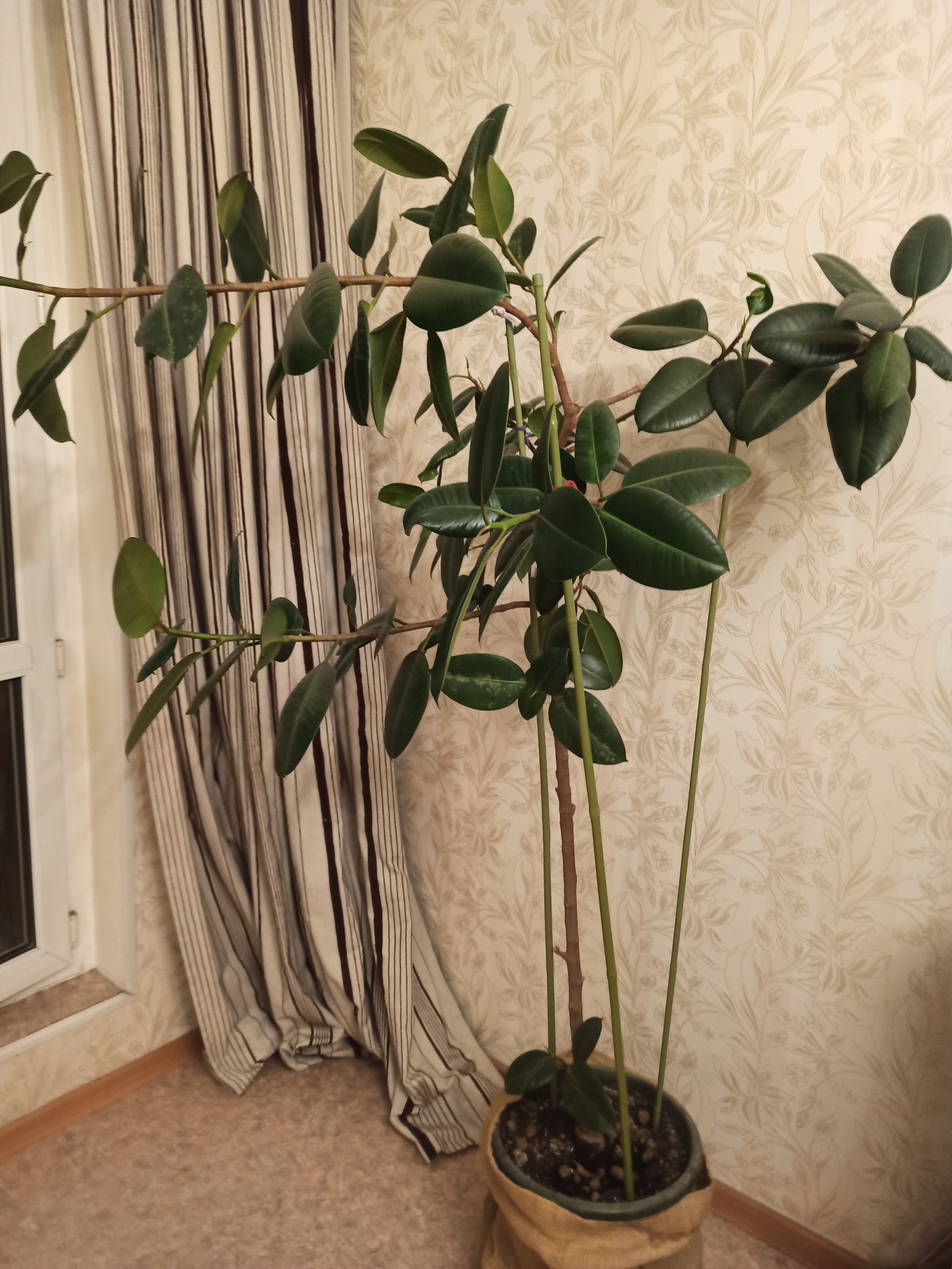 What to do with ficus? - My, Ficus, Resuscitation