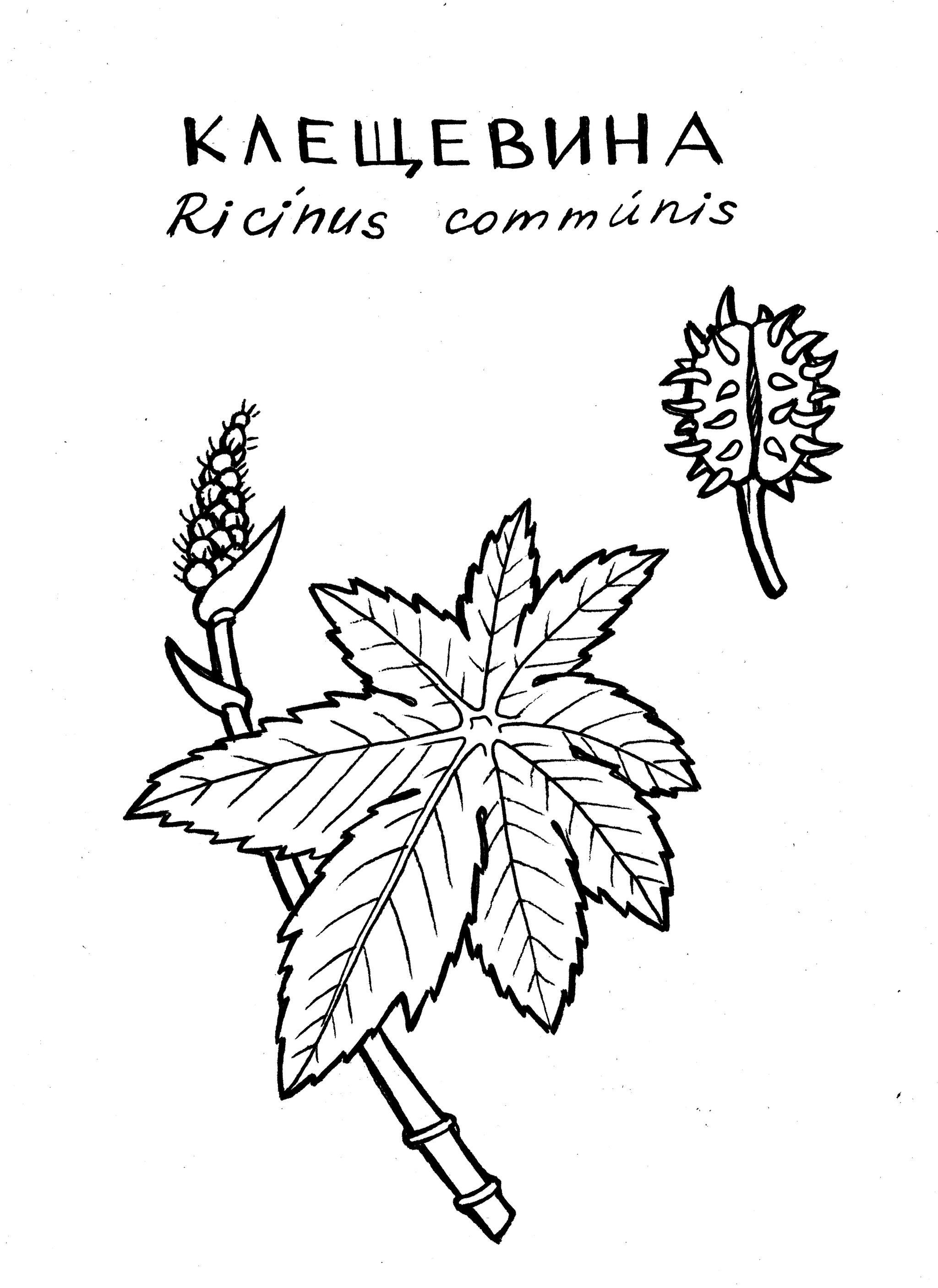 Русские Триффиды. Часть вторая | Пикабу