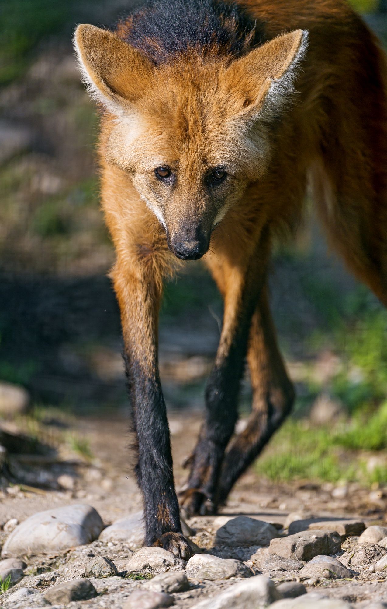 Maned Wolf - Maned Wolf, Canines, Predatory animals, Wild animals, Zoo, The photo, Longpost