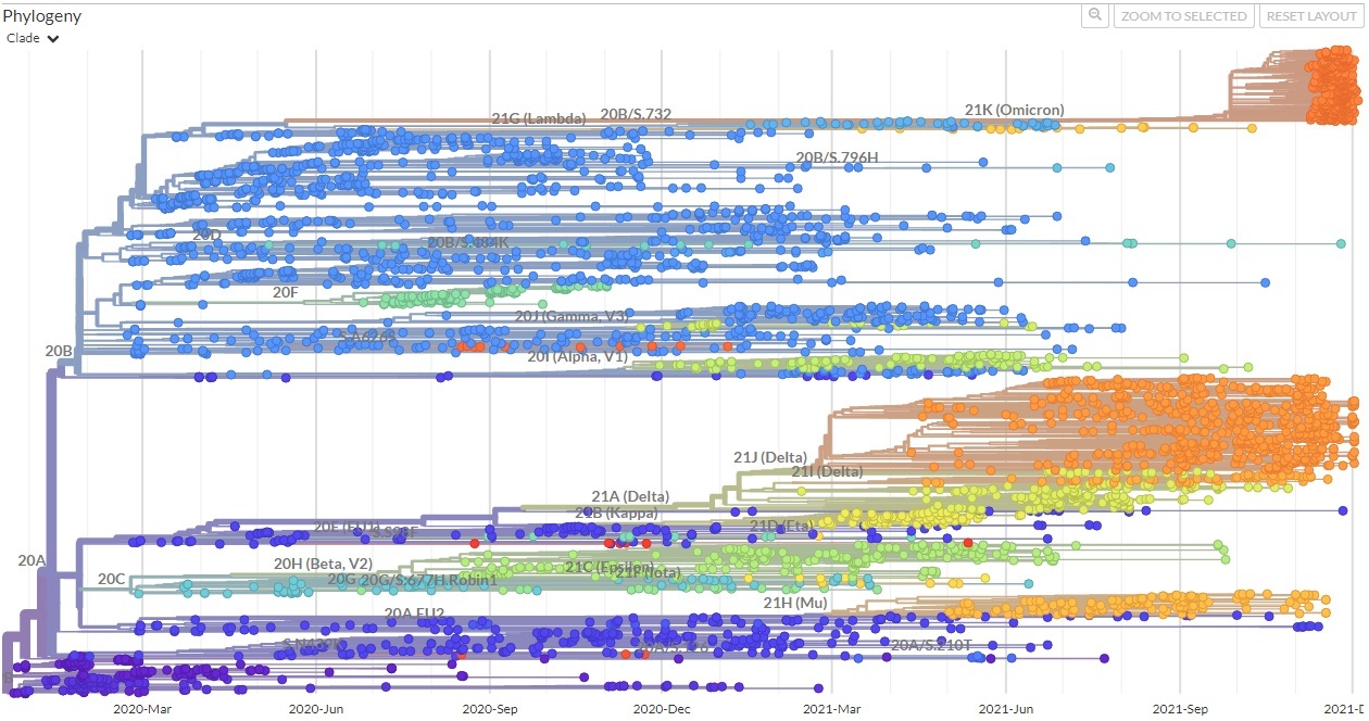 Филогенетическое дерево SARS-CoV-2 - Коронавирус, Инфографика, Наука, Вирус, Биология, Длиннопост