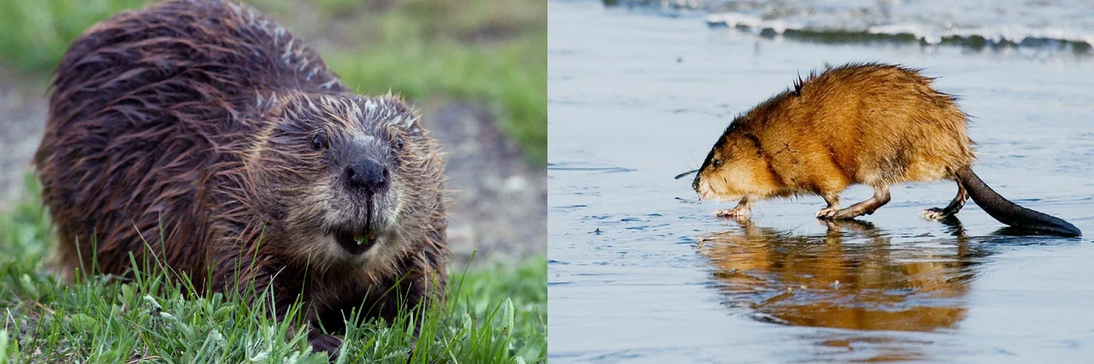 Muskrat: The American rodent has taken over all of Eurasia in 100 years. What trump cards does he use? - Muskrat, Animal book, Yandex Zen, Longpost