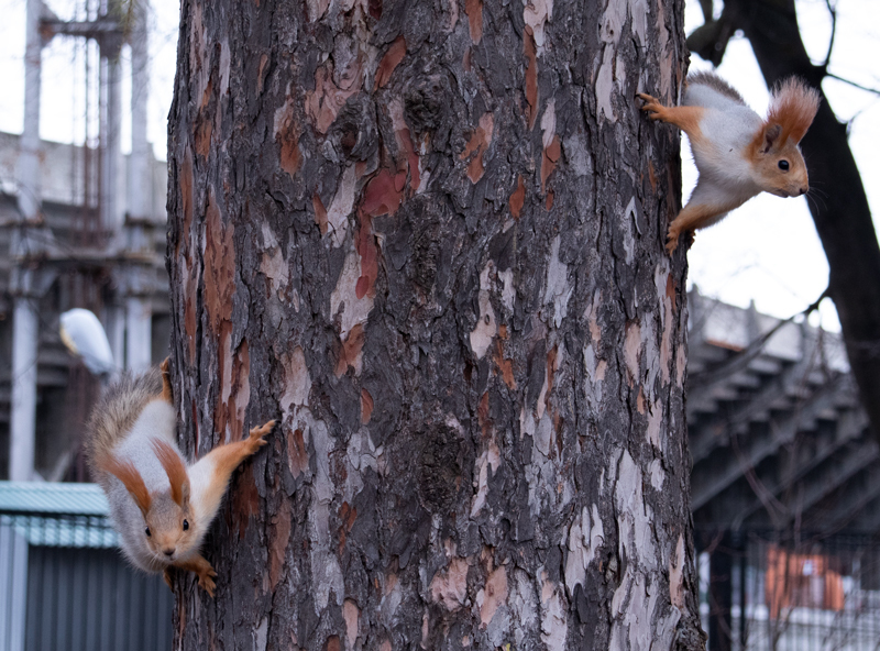 Squirrels of ryazan Central Park: December - My, Squirrel, Ryazan, The park, Longpost, Wild animals