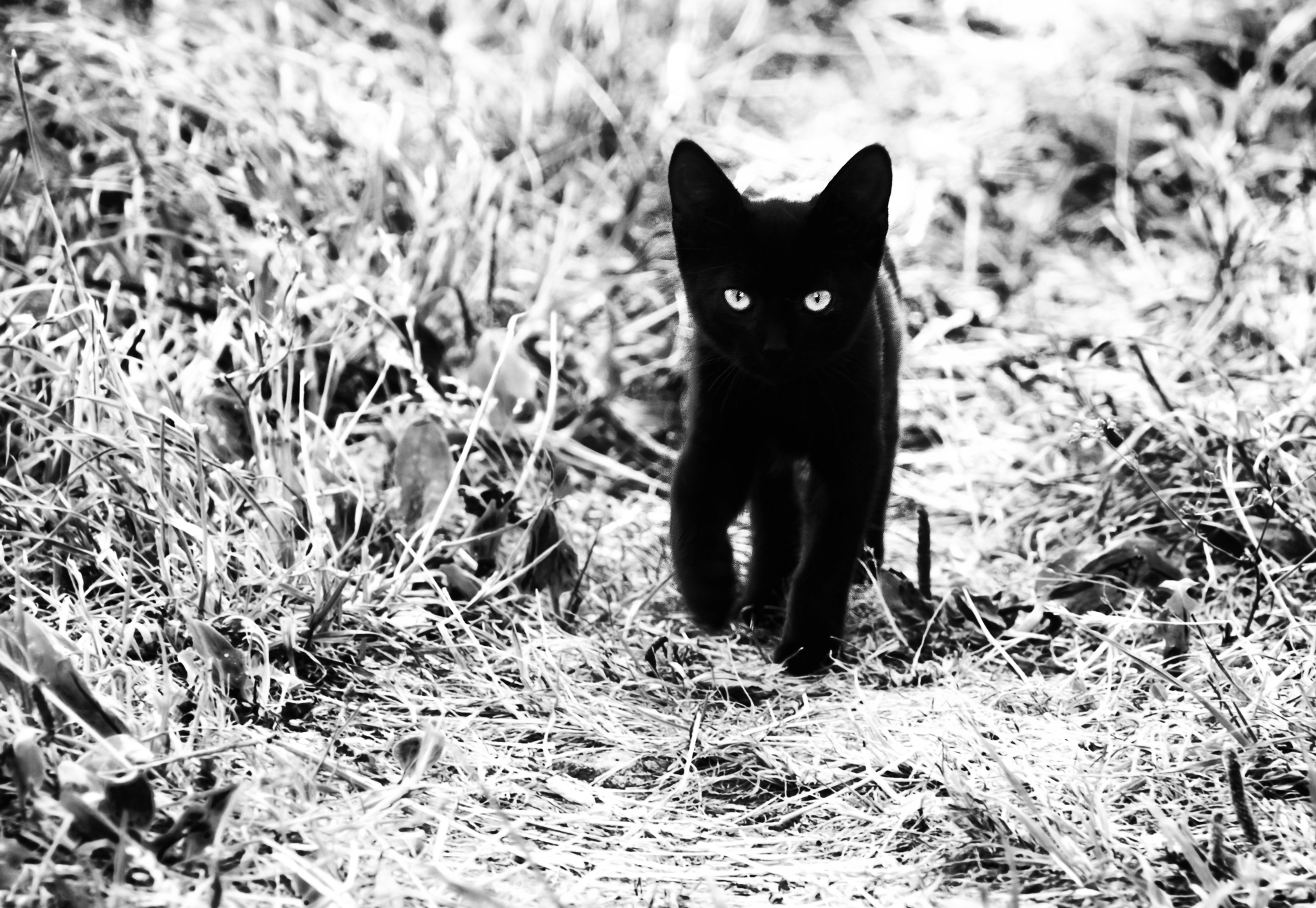 Black kitten - My, Street photography, cat, Kittens, Black cat, Black and white photo, The photo