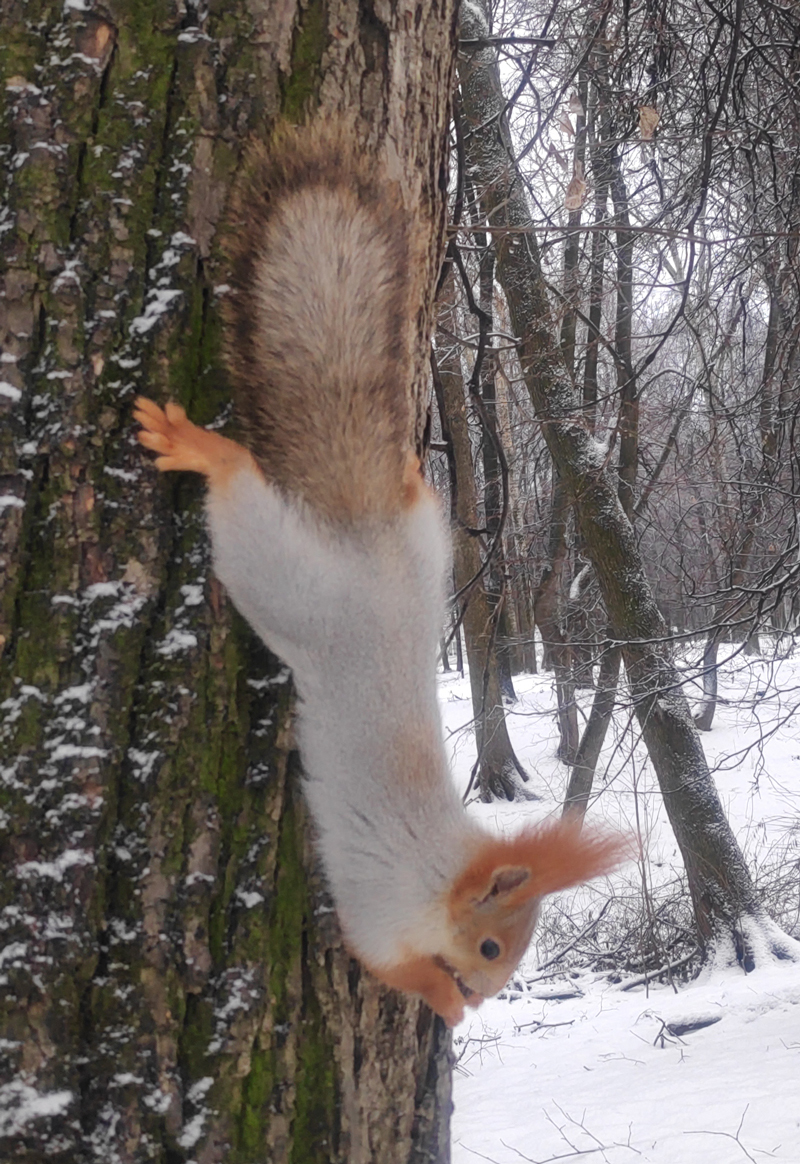 Squirrels of ryazan Central Park: December - My, Squirrel, Ryazan, The park, Longpost, Wild animals