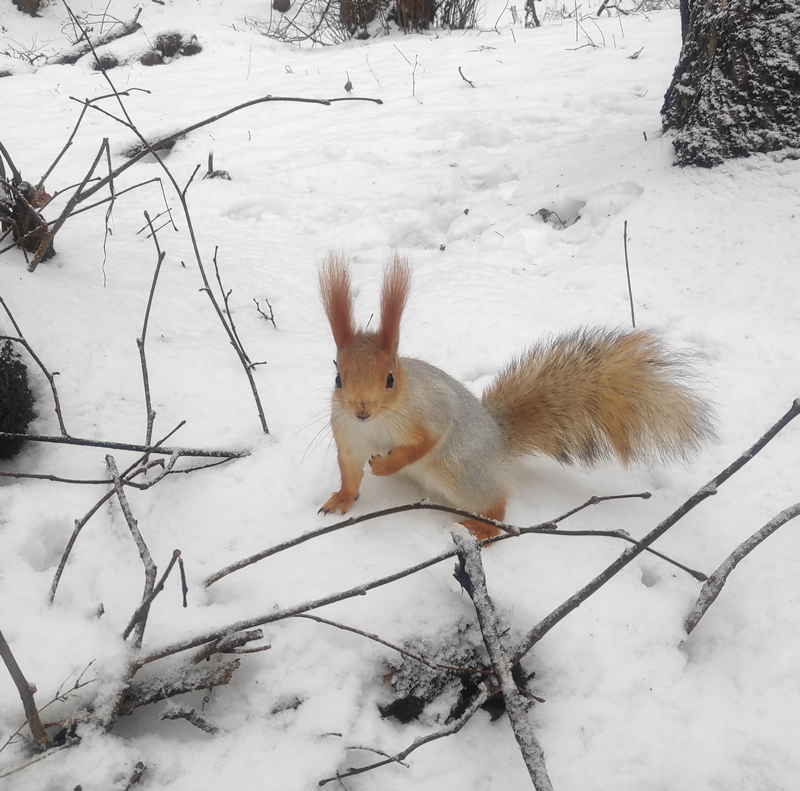 Squirrels of ryazan Central Park: December - My, Squirrel, Ryazan, The park, Longpost, Wild animals