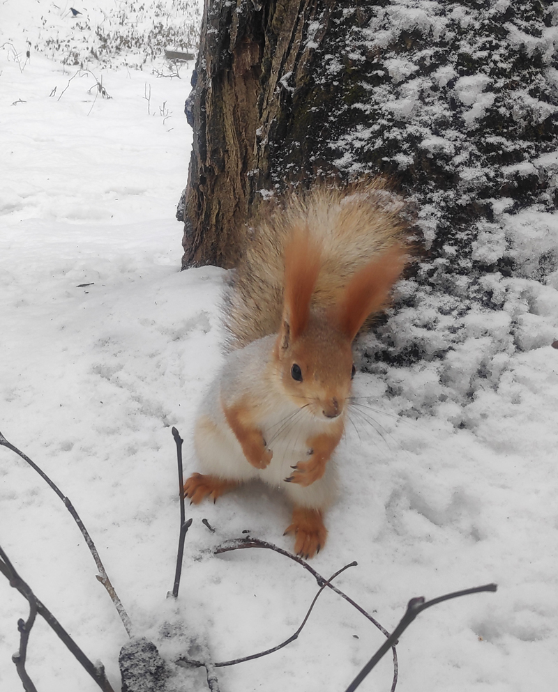 Squirrels of ryazan Central Park: December - My, Squirrel, Ryazan, The park, Longpost, Wild animals