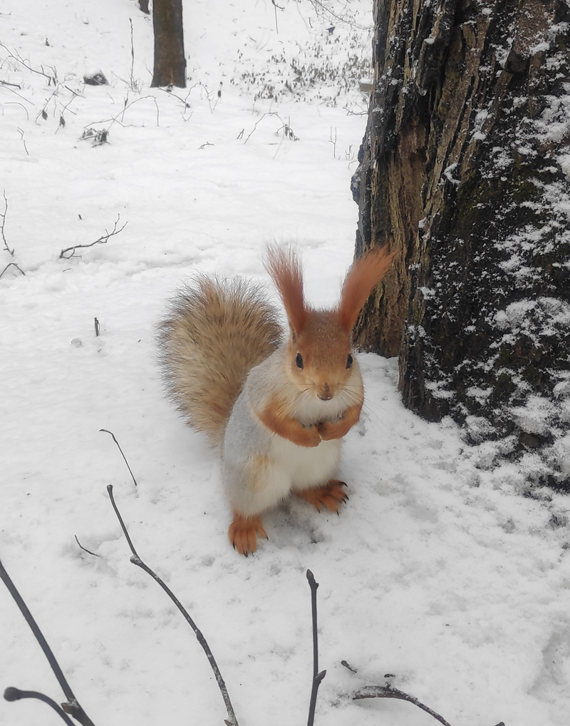 Squirrels of ryazan Central Park: December - My, Squirrel, Ryazan, The park, Longpost, Wild animals