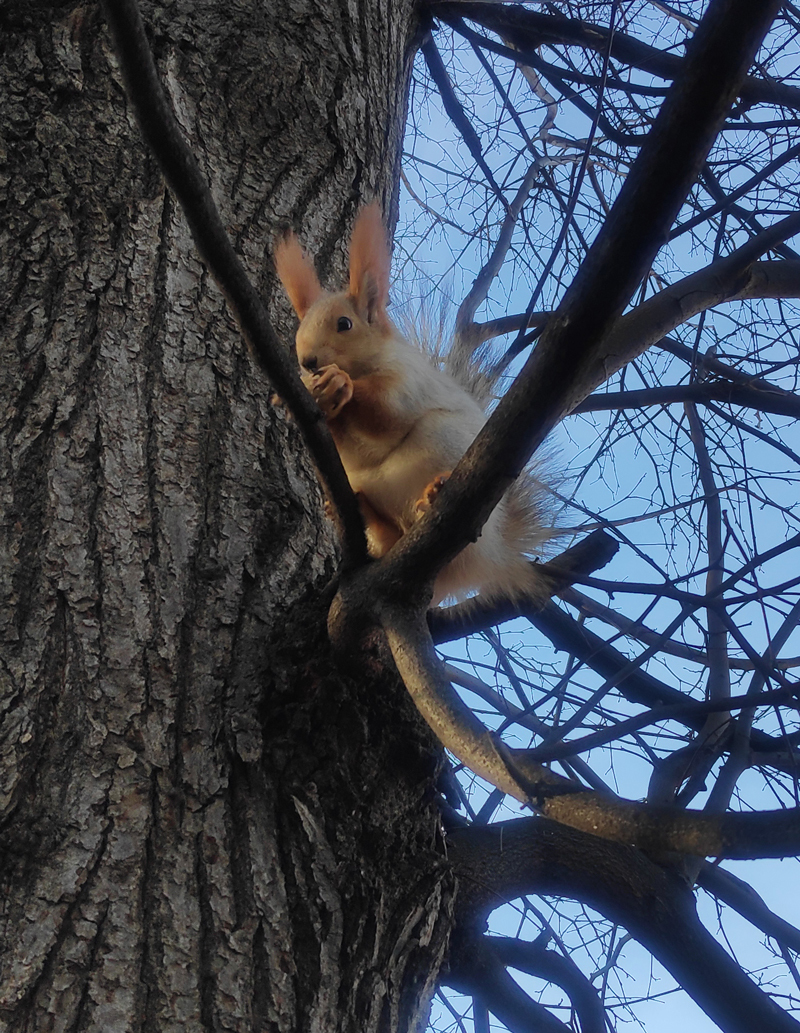 Squirrels of ryazan Central Park: December - My, Squirrel, Ryazan, The park, Longpost, Wild animals