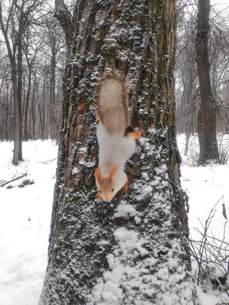 Squirrels of ryazan Central Park: December - My, Squirrel, Ryazan, The park, Longpost, Wild animals