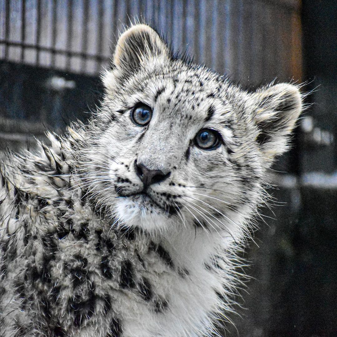 Barsik - Snow Leopard, Big cats, Cat family, Wild animals, Predatory animals, Fluffy