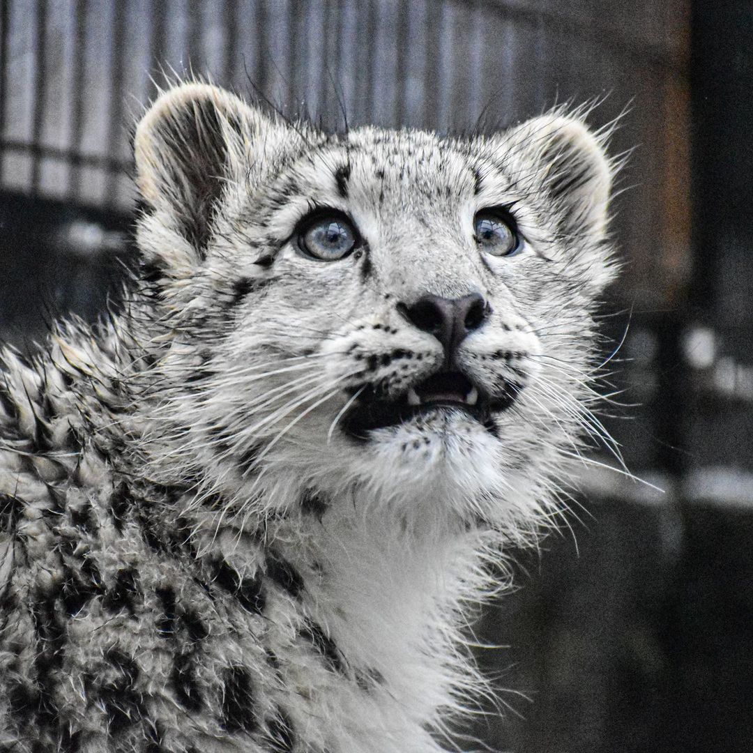 Barsik - Snow Leopard, Big cats, Cat family, Wild animals, Predatory animals, Fluffy