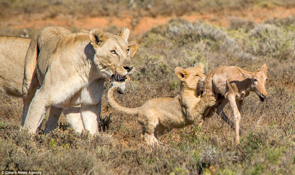 Under supervision - Lioness, a lion, Big cats, Cat family, Animals, Wild animals, Predatory animals, Lion cubs, The photo, Education