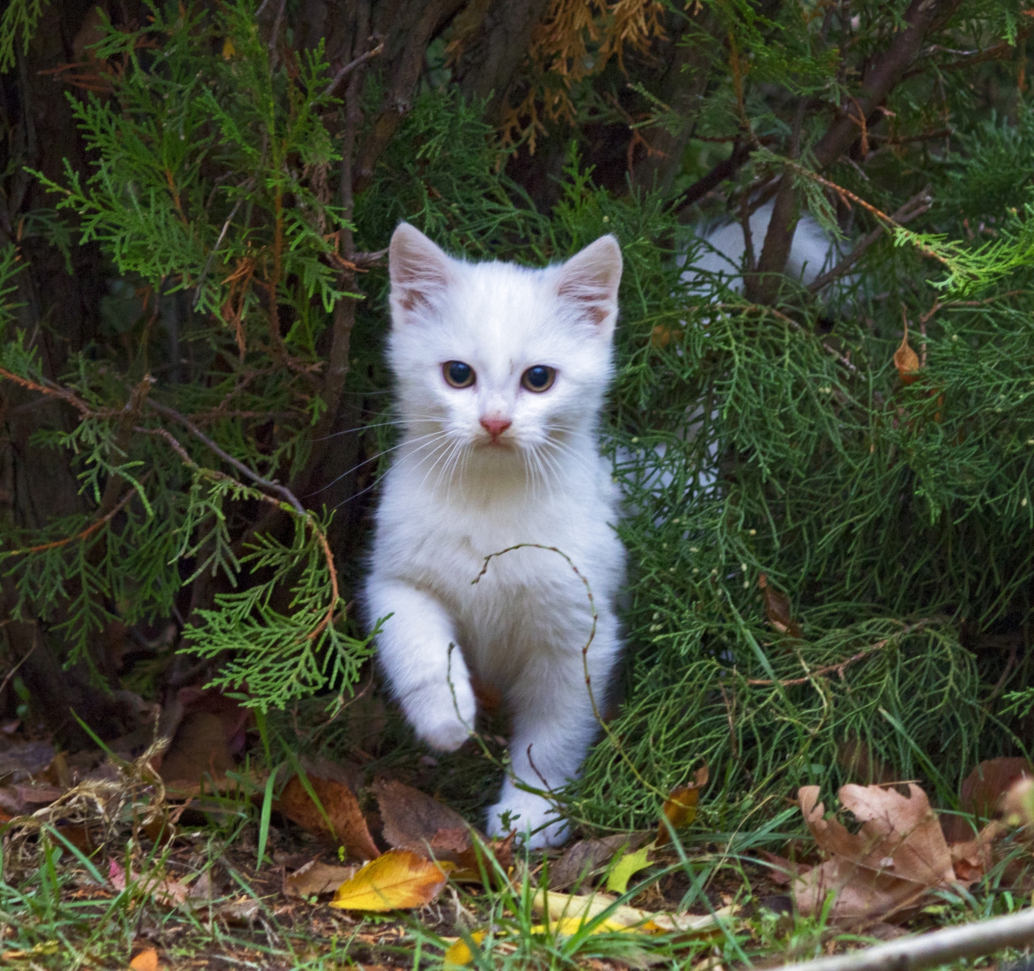 White - My, Crimea, Evpatoria, Street photography, cat, Kittens