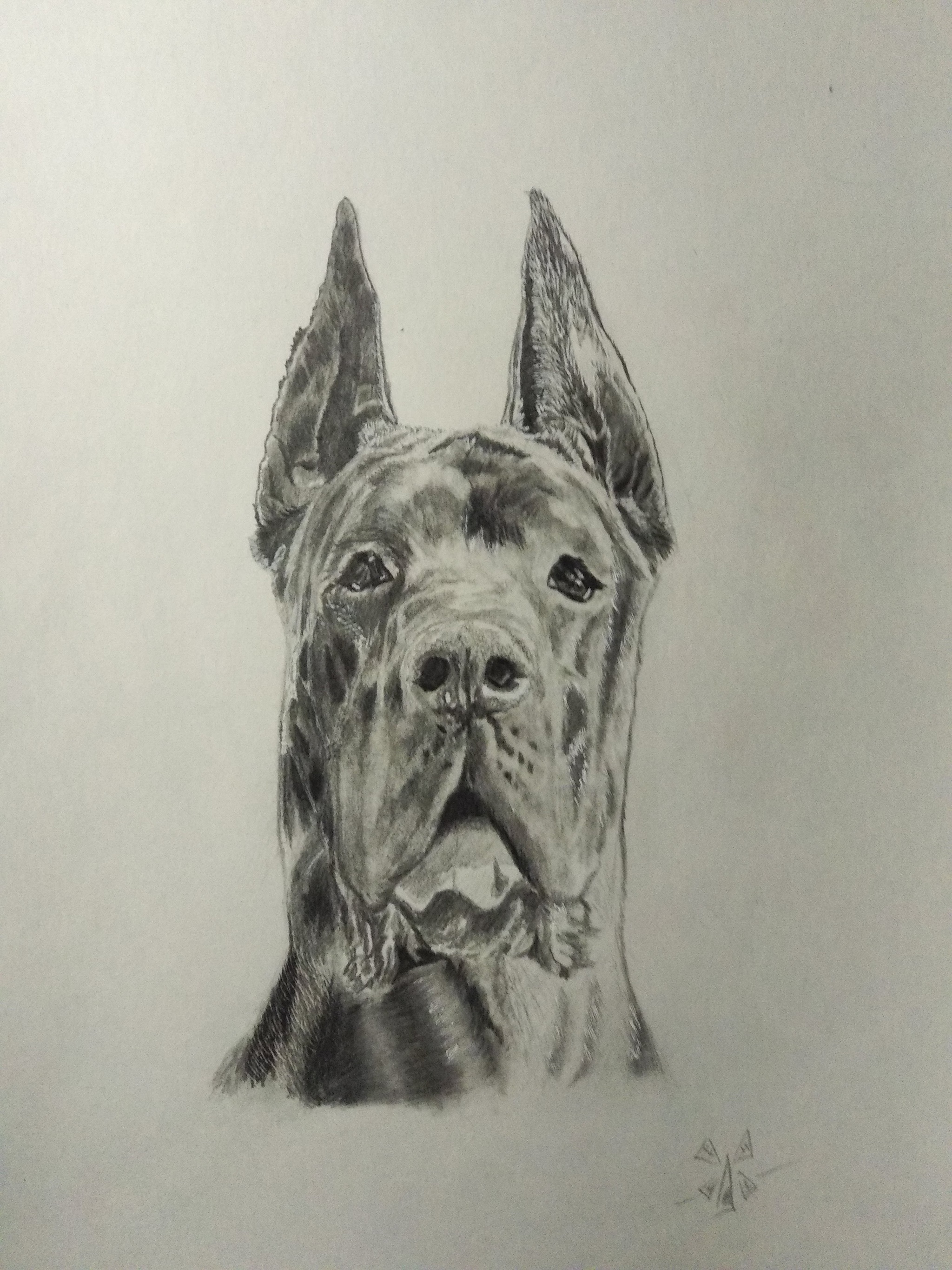 Mastiff! Hot dog! - My, Great Dane, Dog, Pencil drawing, Drawing