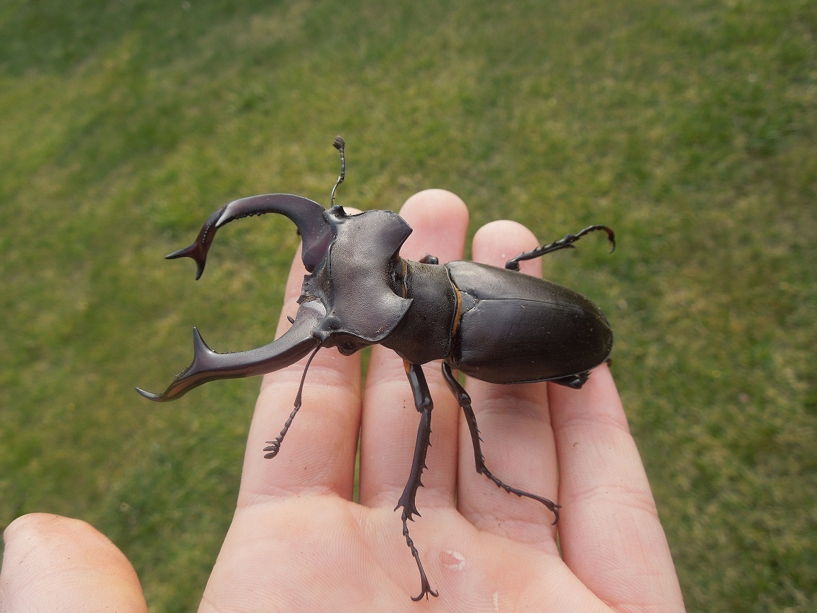 Summer in childhood - My, Childhood, Deer Beetle, Father, Longpost