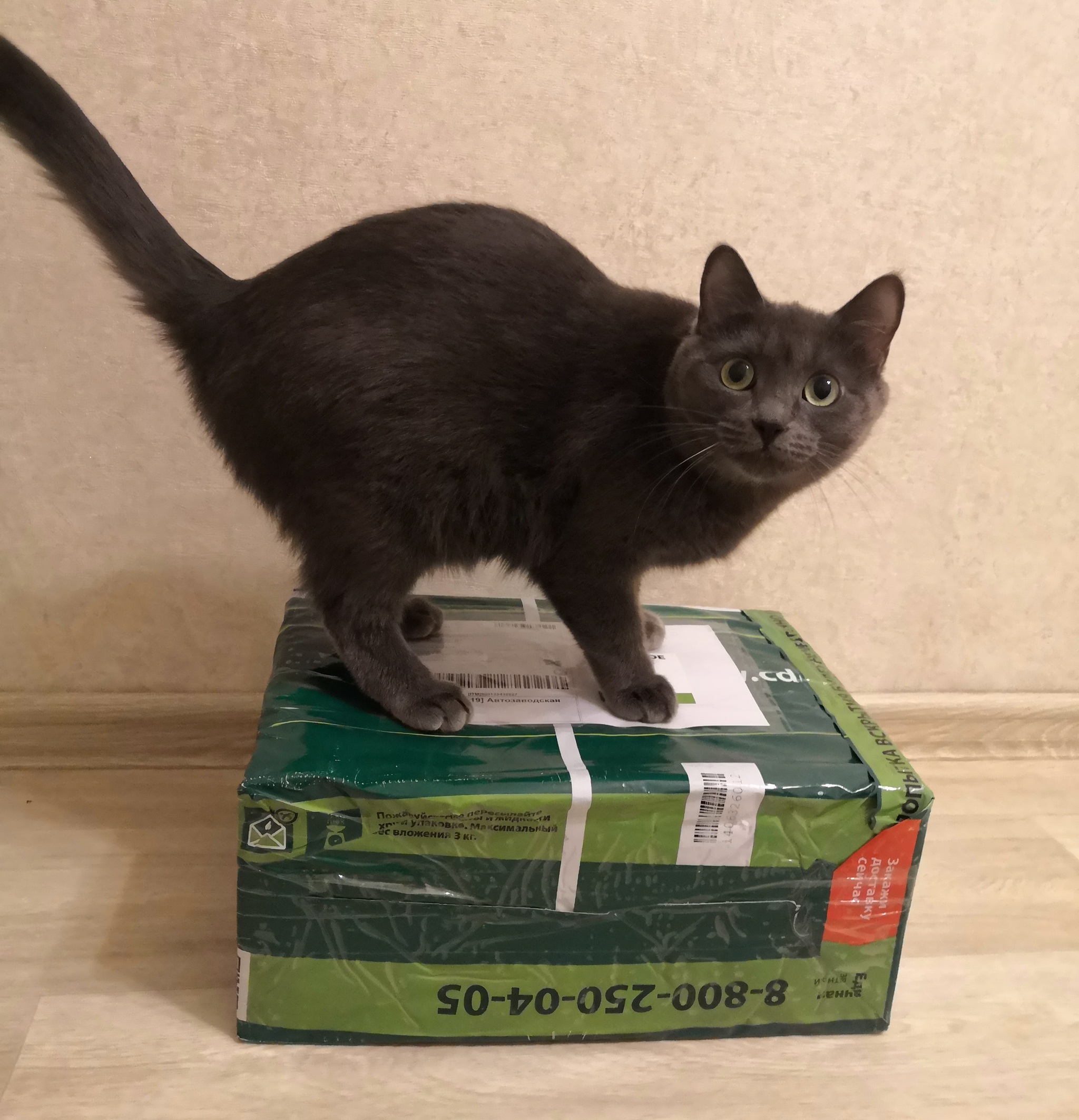 ADM 2021/2022 Smolensk-Minsk - My, Gift exchange report, Gift exchange, New Year, cat, Longpost, Secret Santa