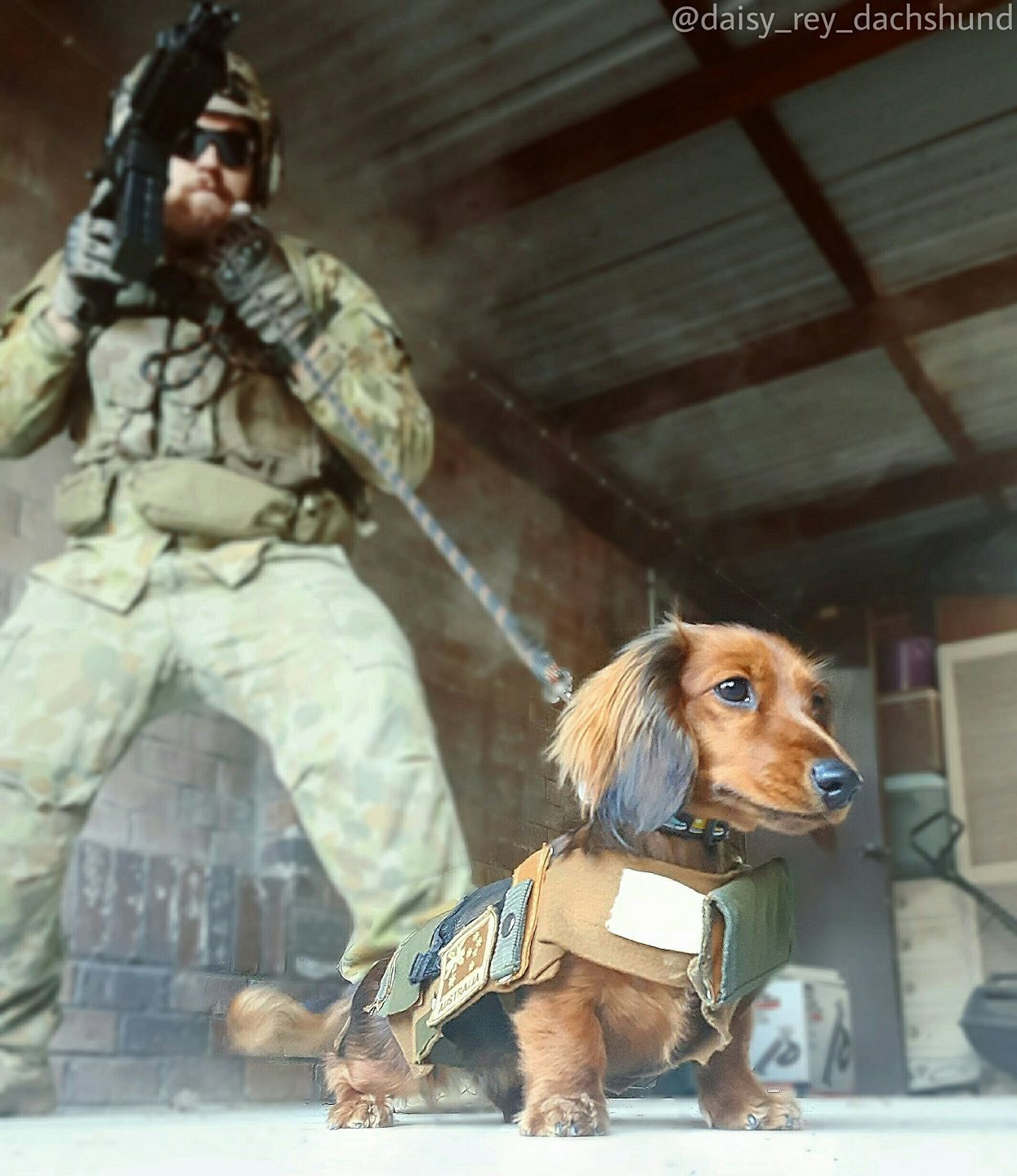 When he lied on his resume, but still got the job - Dog, Dachshund, Military, Milota