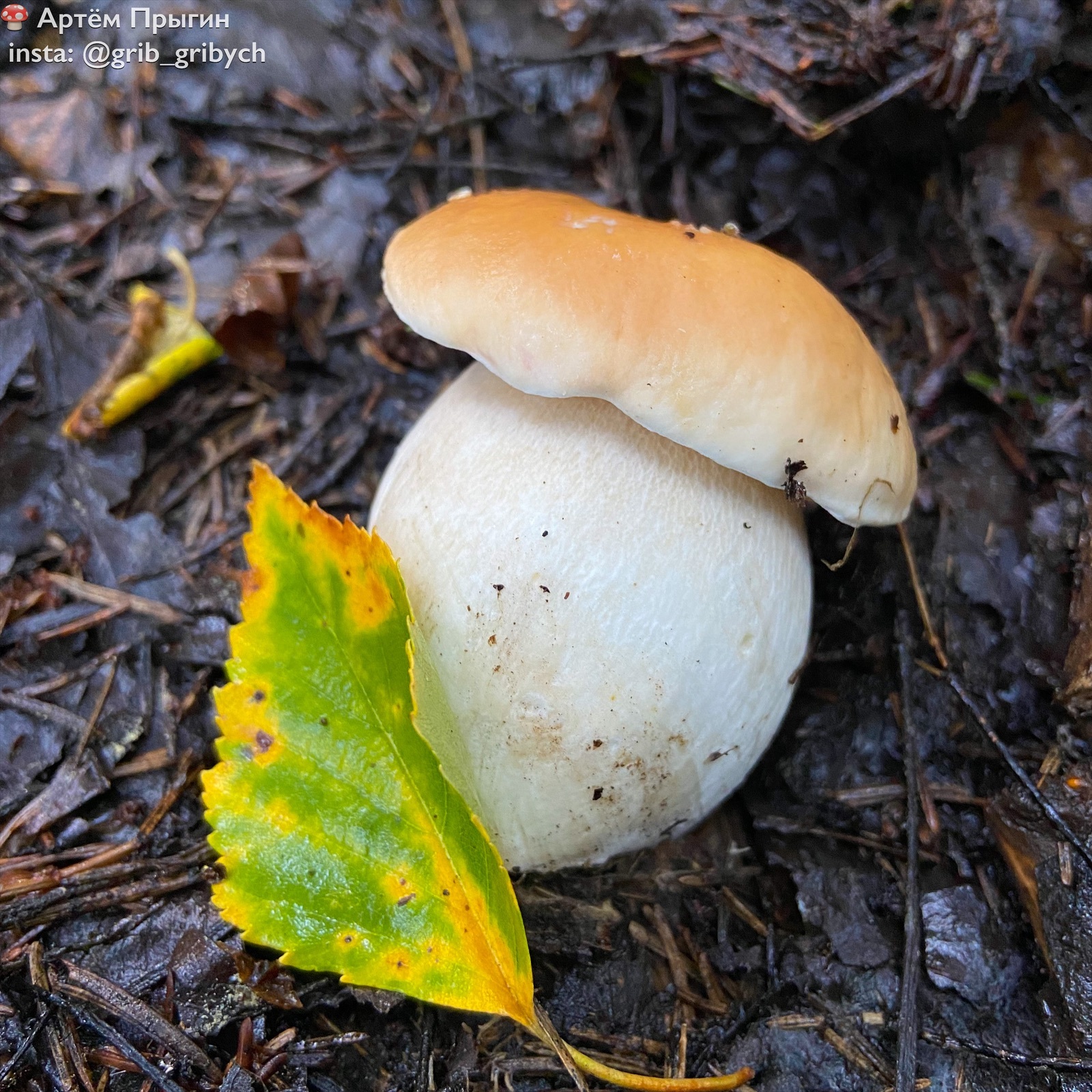 Summer memories - My, Mushrooms, Porcini, Silent hunt, Longpost