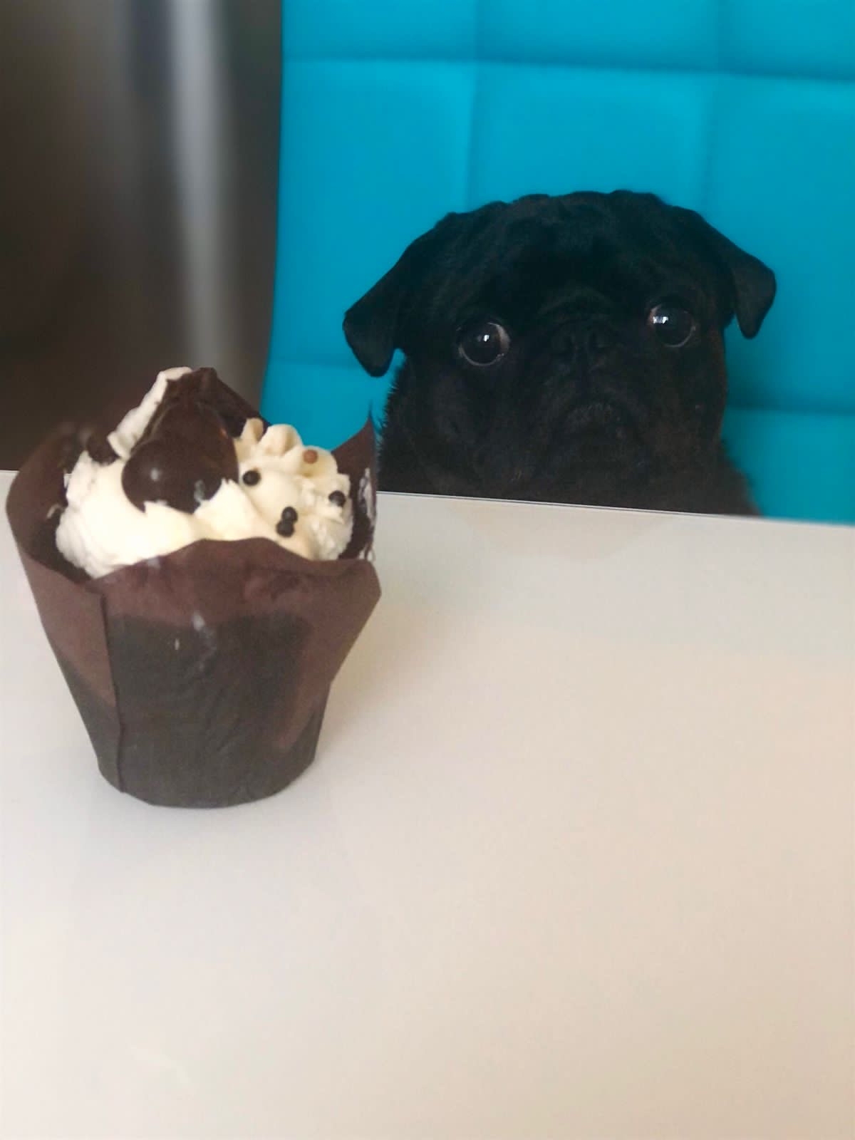 Birthday - My, Pug, Dog, The holiday was a success