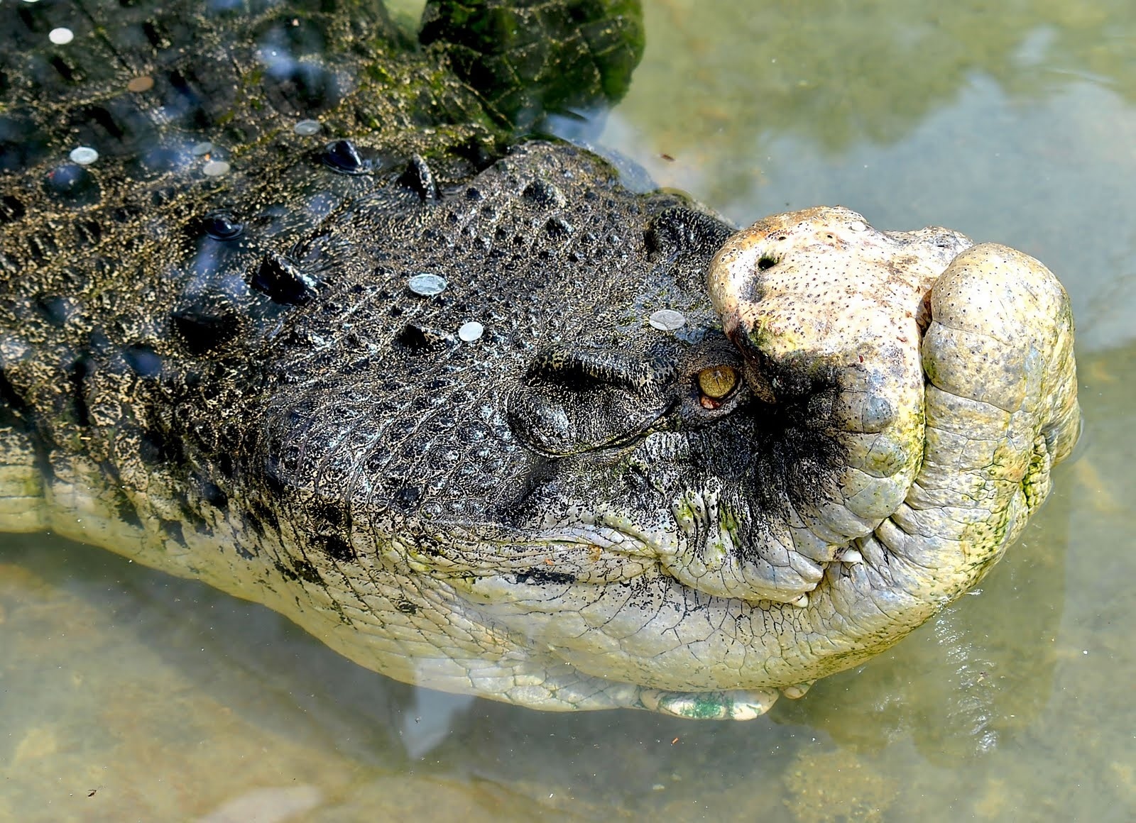 Гребнистый крокодил Густав