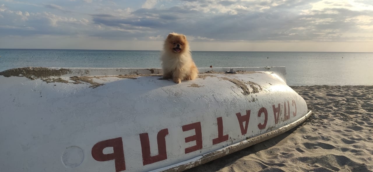 Lifeguard Malibu - My, Pomeranian, Spitz, Dog