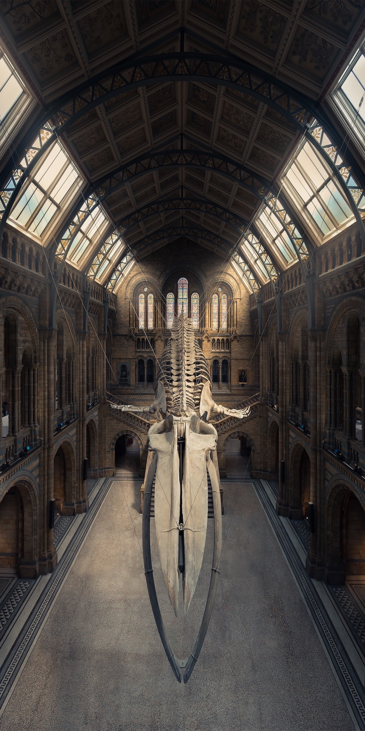 Blue whale - Museum, Natural science, London, Exhibit, Skeleton, Blue whale, The photo, Interesting, Longpost