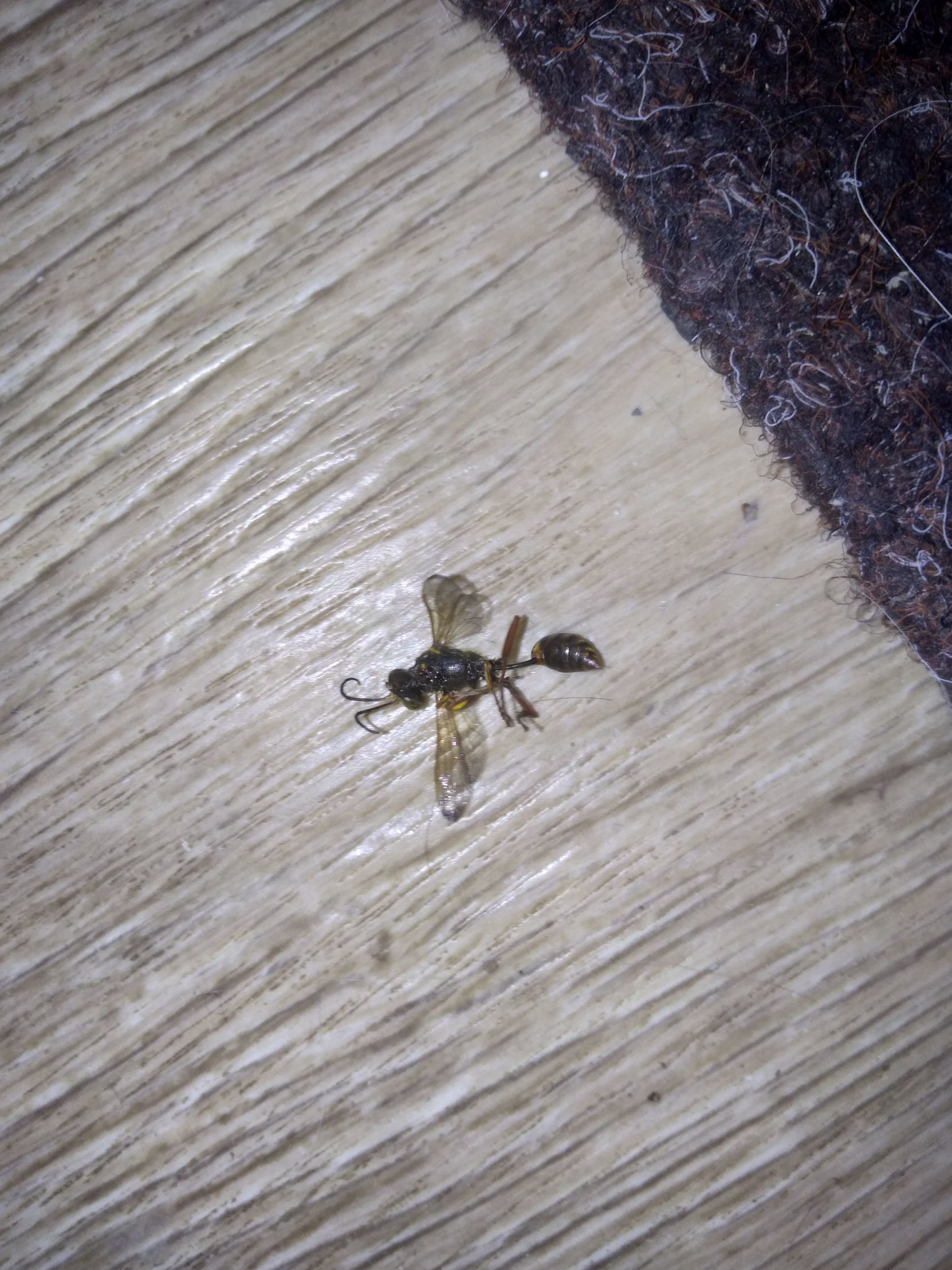 What kind of insect? - My, Question, Insects