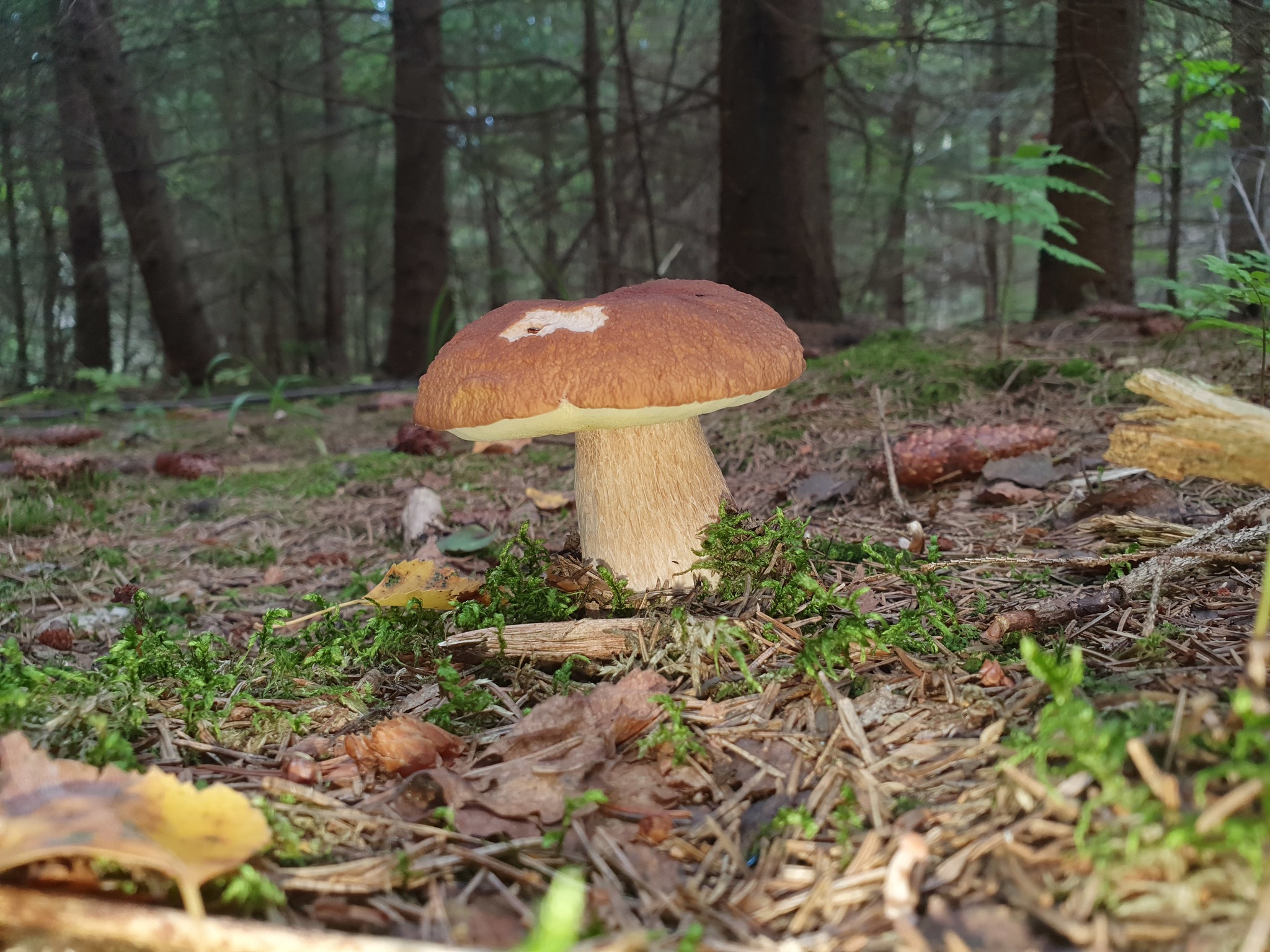 One day of the mushroom picker. And the night. And the next day - My, Mushrooms, Nature, Leisure, Video, Longpost