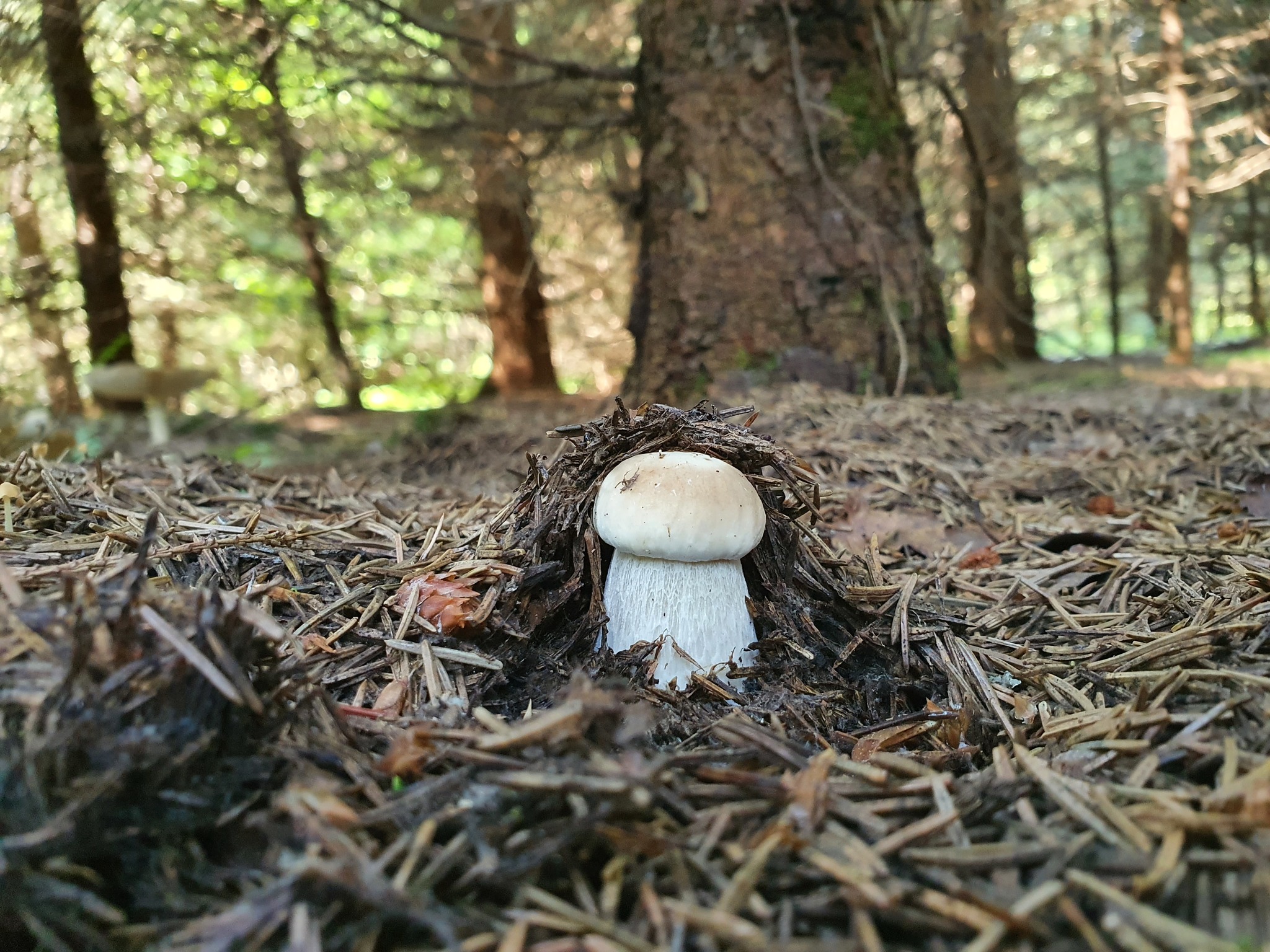 One day of the mushroom picker. And the night. And the next day - My, Mushrooms, Nature, Leisure, Video, Longpost