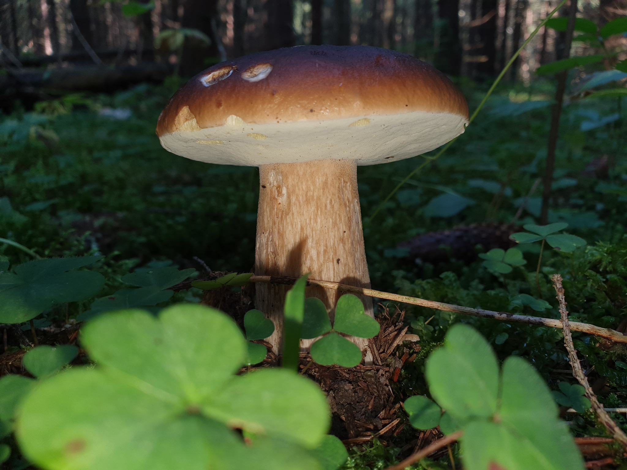 One day of the mushroom picker. And the night. And the next day - My, Mushrooms, Nature, Leisure, Video, Longpost