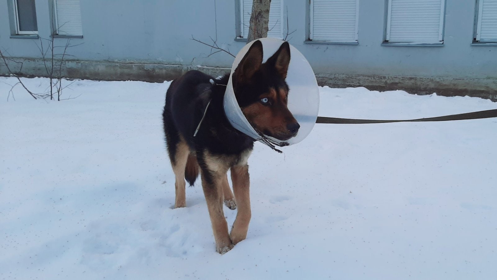 Saving one dog or sometimes you just can't believe it - My, Homeless animals, Izhevsk, Votkinsk, Dog, Animal Rescue, Volunteering, The strength of the Peekaboo, Helping animals, Longpost