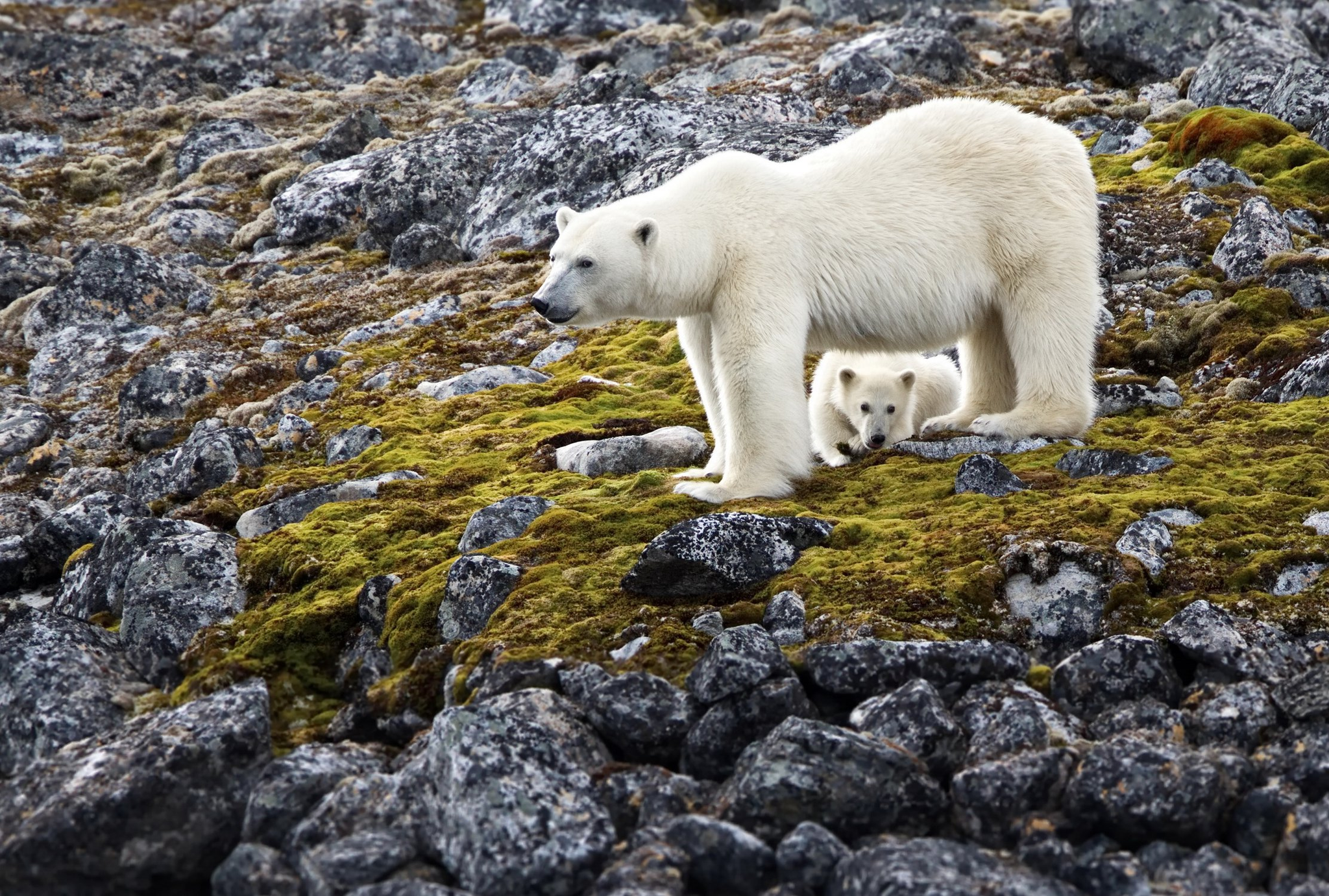 Better than TV - Polar bear, Teddy bears, World view, Spitsbergen, Archipelago, Norway, The photo, Alexander Perov, The national geographic, Arctic Ocean, wildlife, beauty of nature, Milota, Wild animals