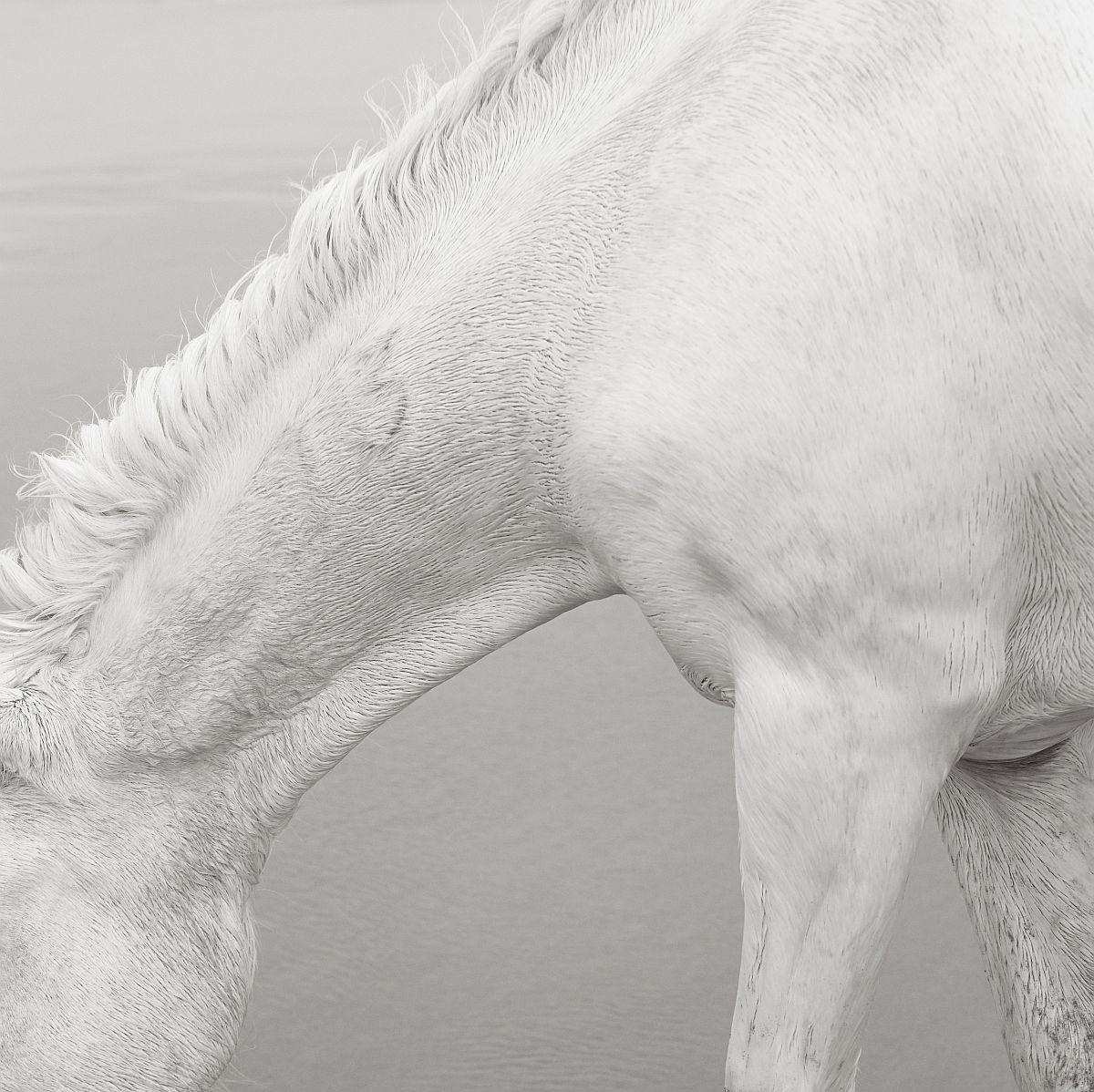 Camargue horses - Horses, Camargue, France, The park, Animals, wildlife, beauty of nature, The photo, Longpost