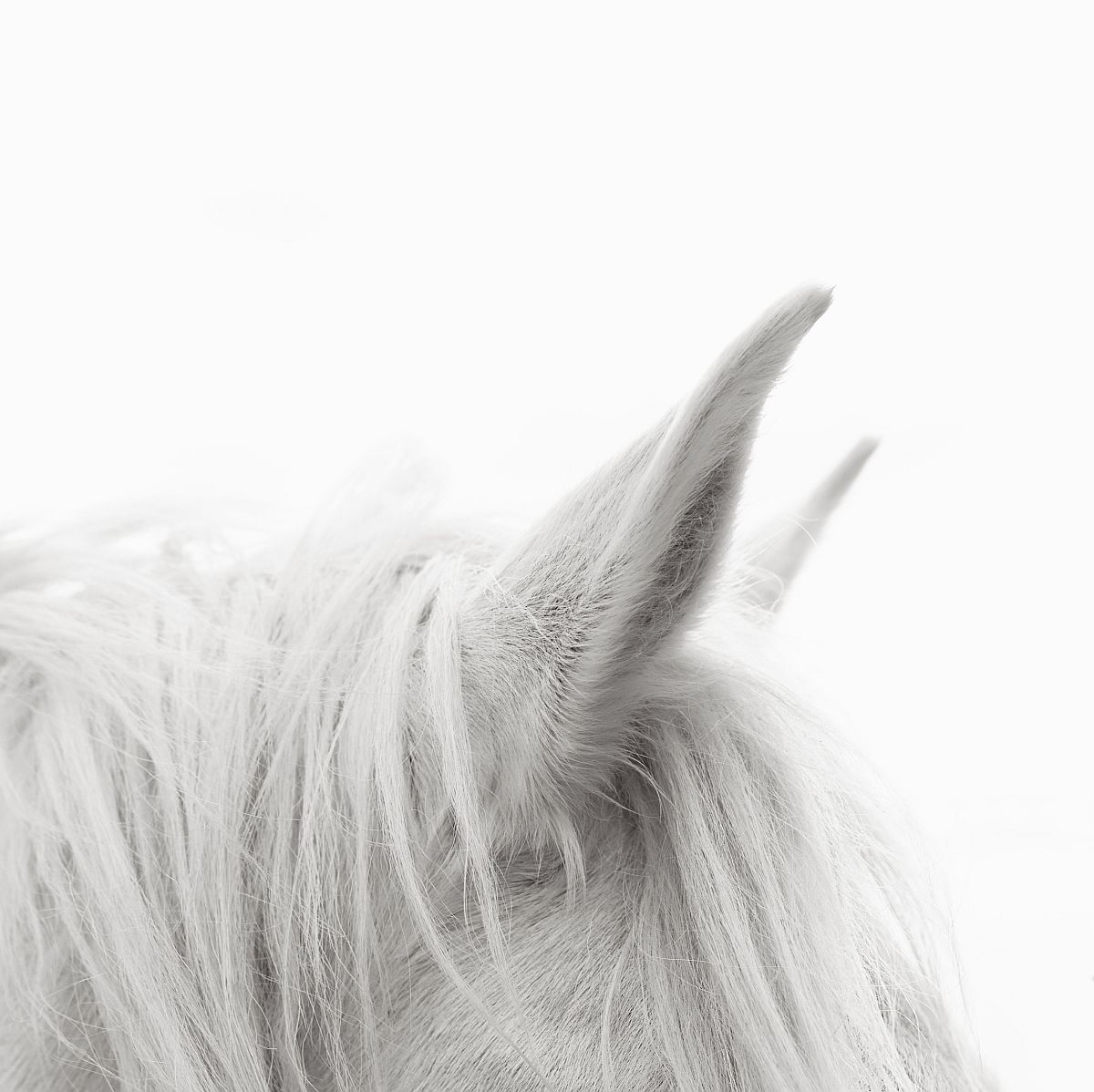 Camargue horses - Horses, Camargue, France, The park, Animals, wildlife, beauty of nature, The photo, Longpost