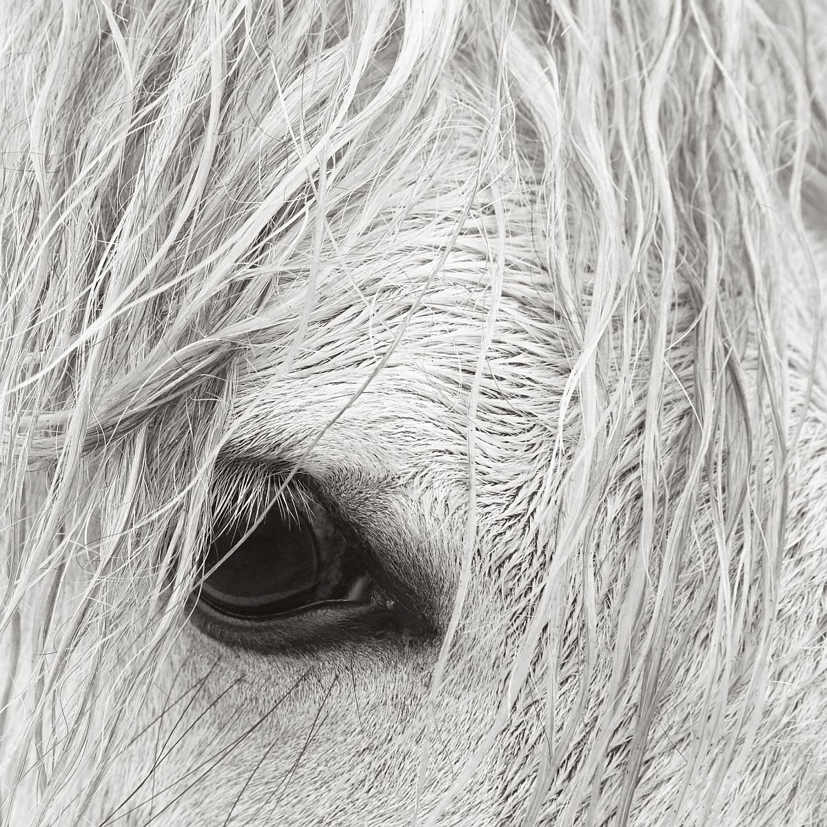 Camargue horses - Horses, Camargue, France, The park, Animals, wildlife, beauty of nature, The photo, Longpost