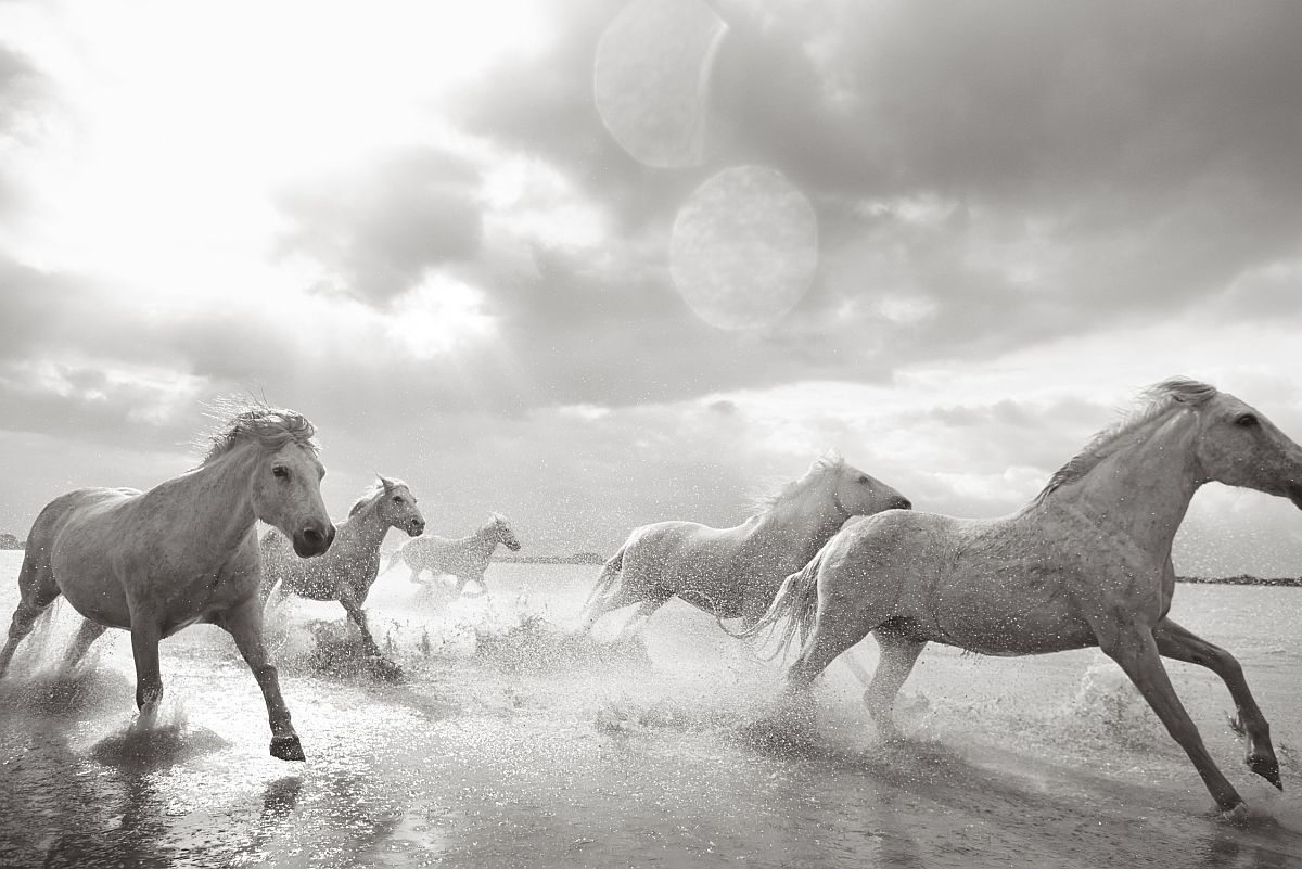 Camargue horses - Horses, Camargue, France, The park, Animals, wildlife, beauty of nature, The photo, Longpost