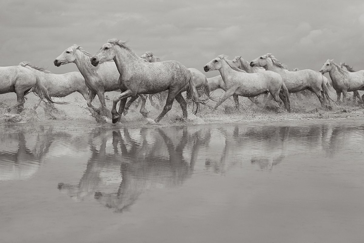 Camargue horses - Horses, Camargue, France, The park, Animals, wildlife, beauty of nature, The photo, Longpost