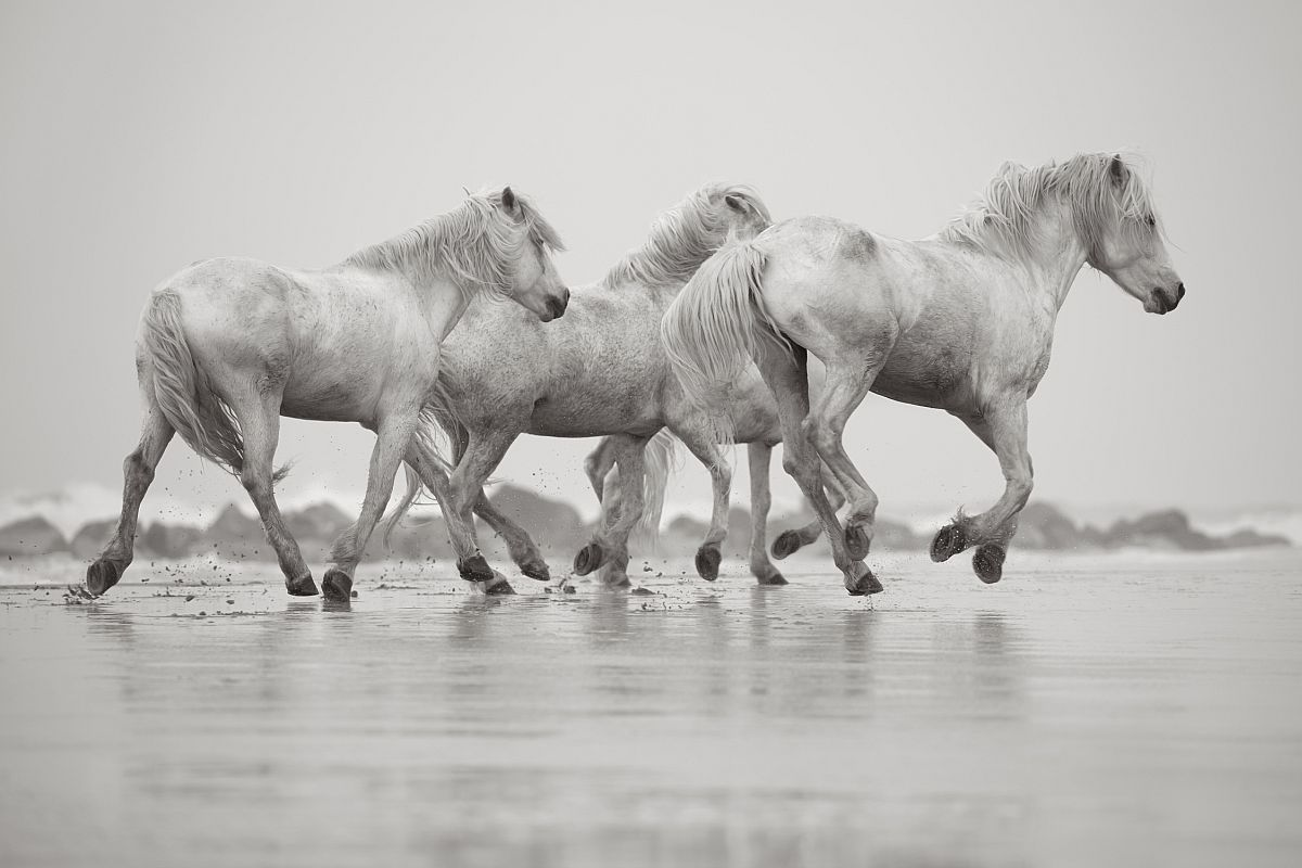 Camargue horses - Horses, Camargue, France, The park, Animals, wildlife, beauty of nature, The photo, Longpost