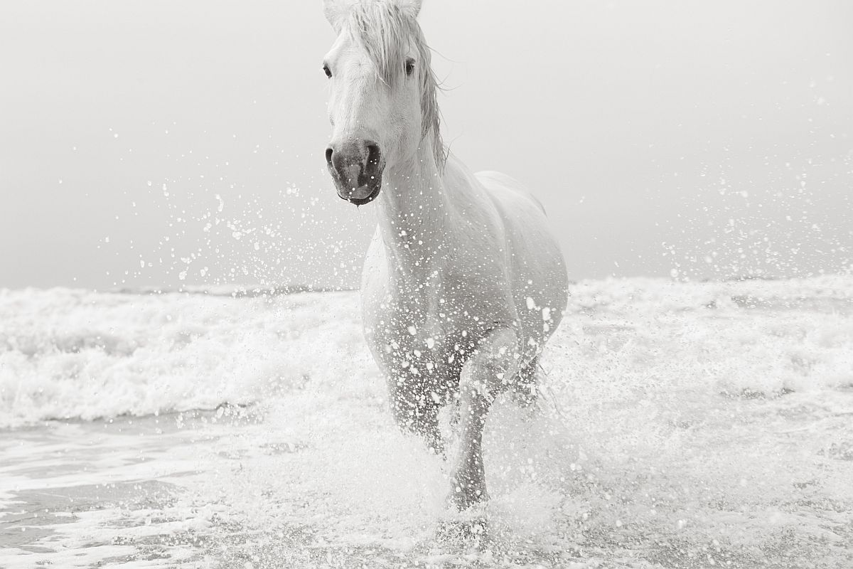 Camargue horses - Horses, Camargue, France, The park, Animals, wildlife, beauty of nature, The photo, Longpost