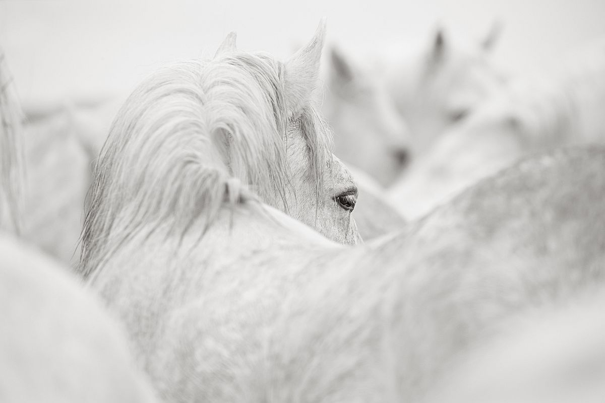 Camargue horses - Horses, Camargue, France, The park, Animals, wildlife, beauty of nature, The photo, Longpost