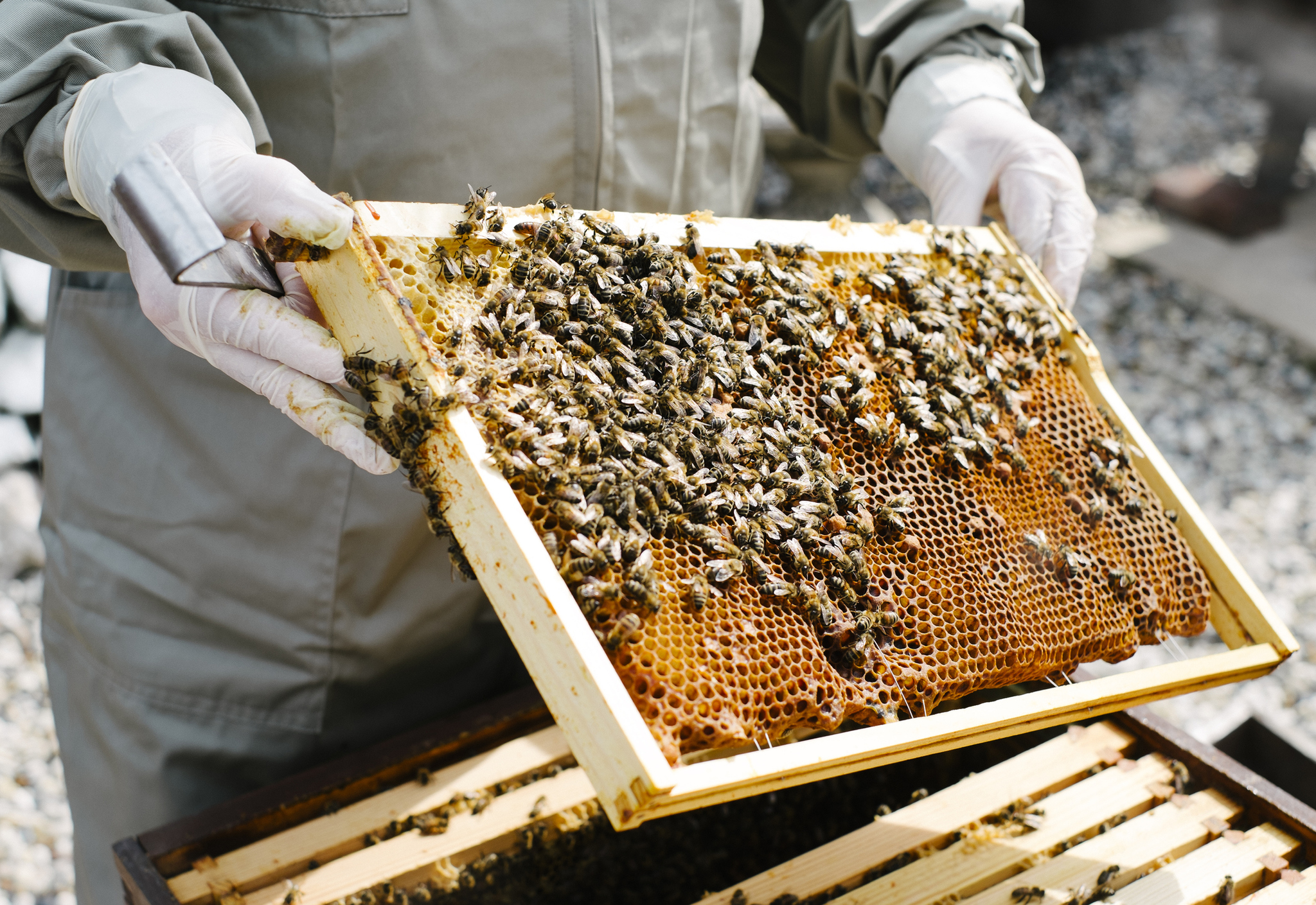 Bees survive Cumbre Vieja volcano eruption - Bees, Apiary, Eruption, Volcano, Interesting, Cumbre Vieja volcano, Island, Canary Islands, Survival, Wild animals, Insects