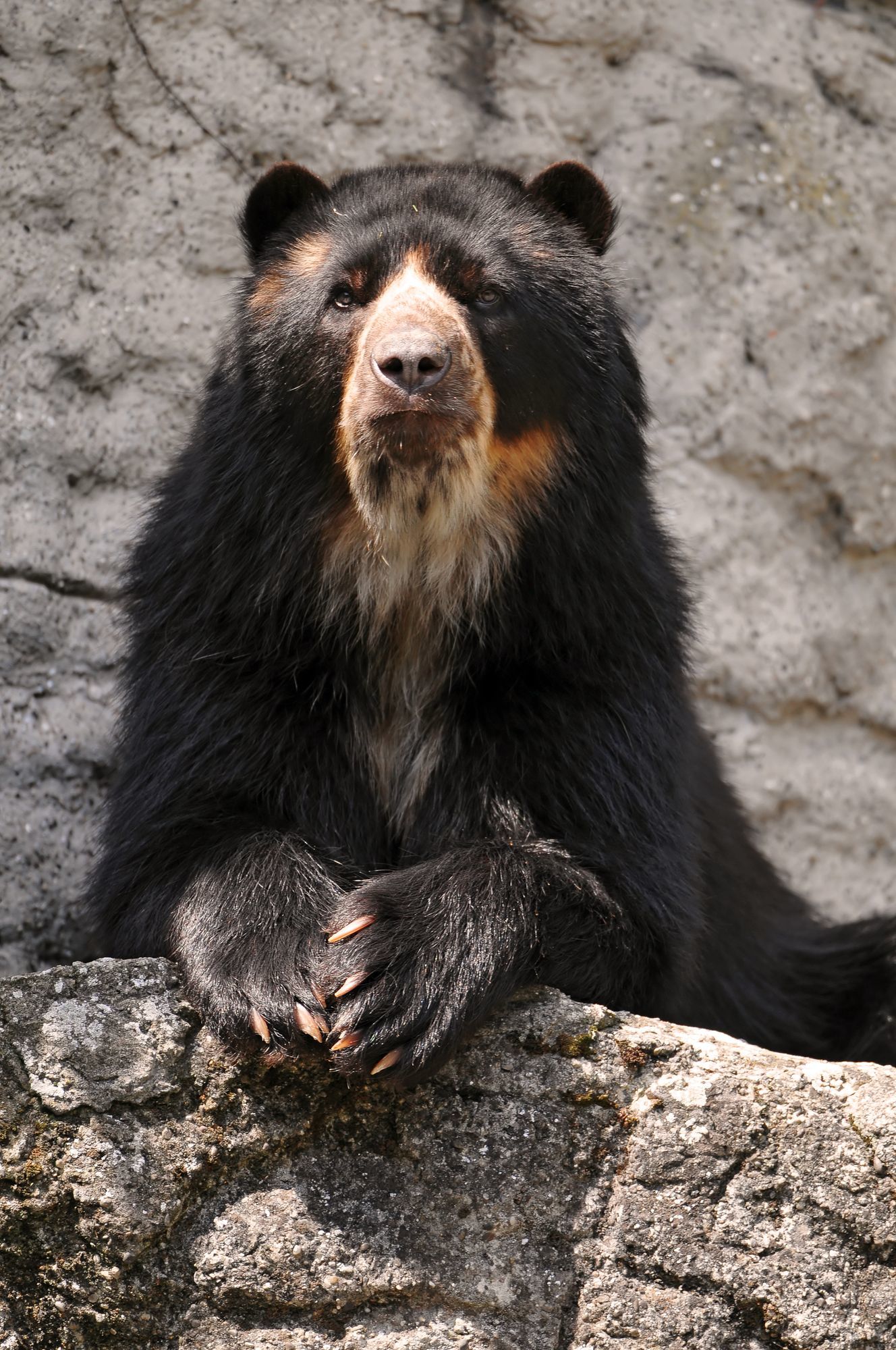 Spectacled (Andean) bear - The Bears, Spectacled bear, Predatory animals, Wild animals, Zoo, The photo, Longpost, Rare view
