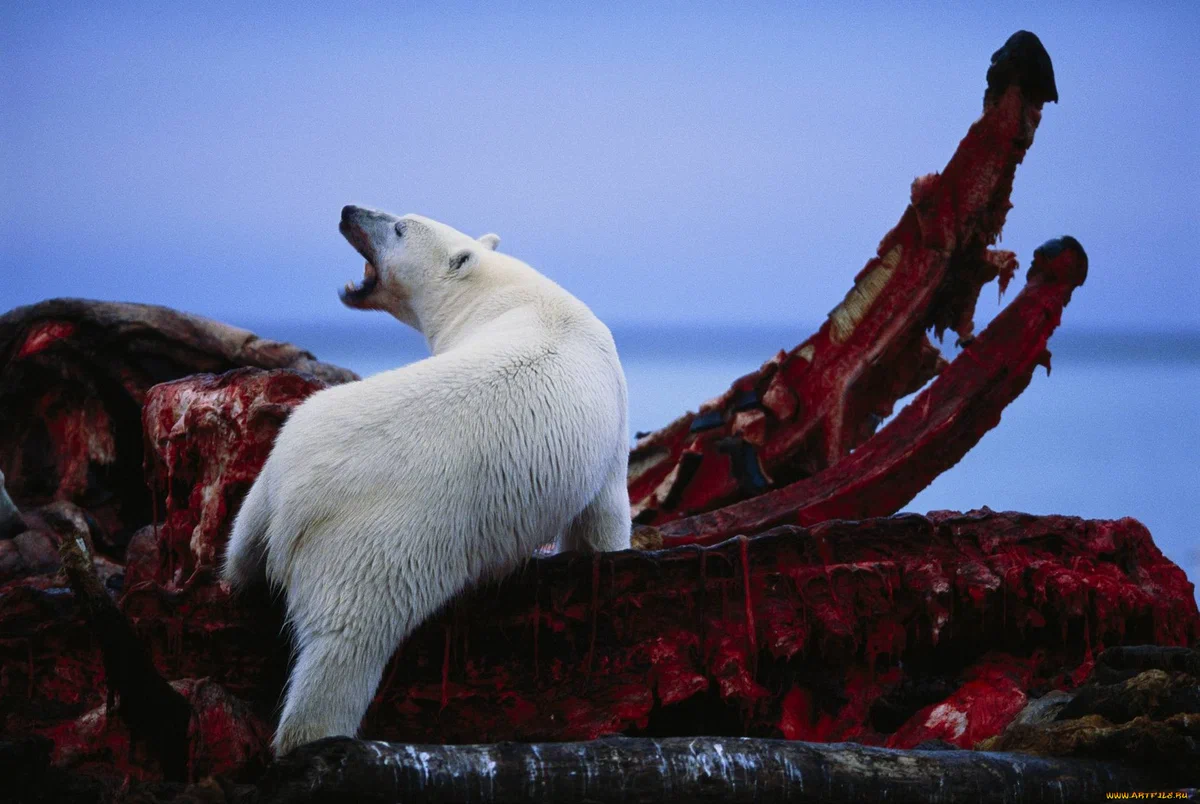 Белые медведи: Неочевидные факты. Охотится на моржей при помощи камней,  продолжает род с бурыми медведями и невидим в тепловизор | Пикабу